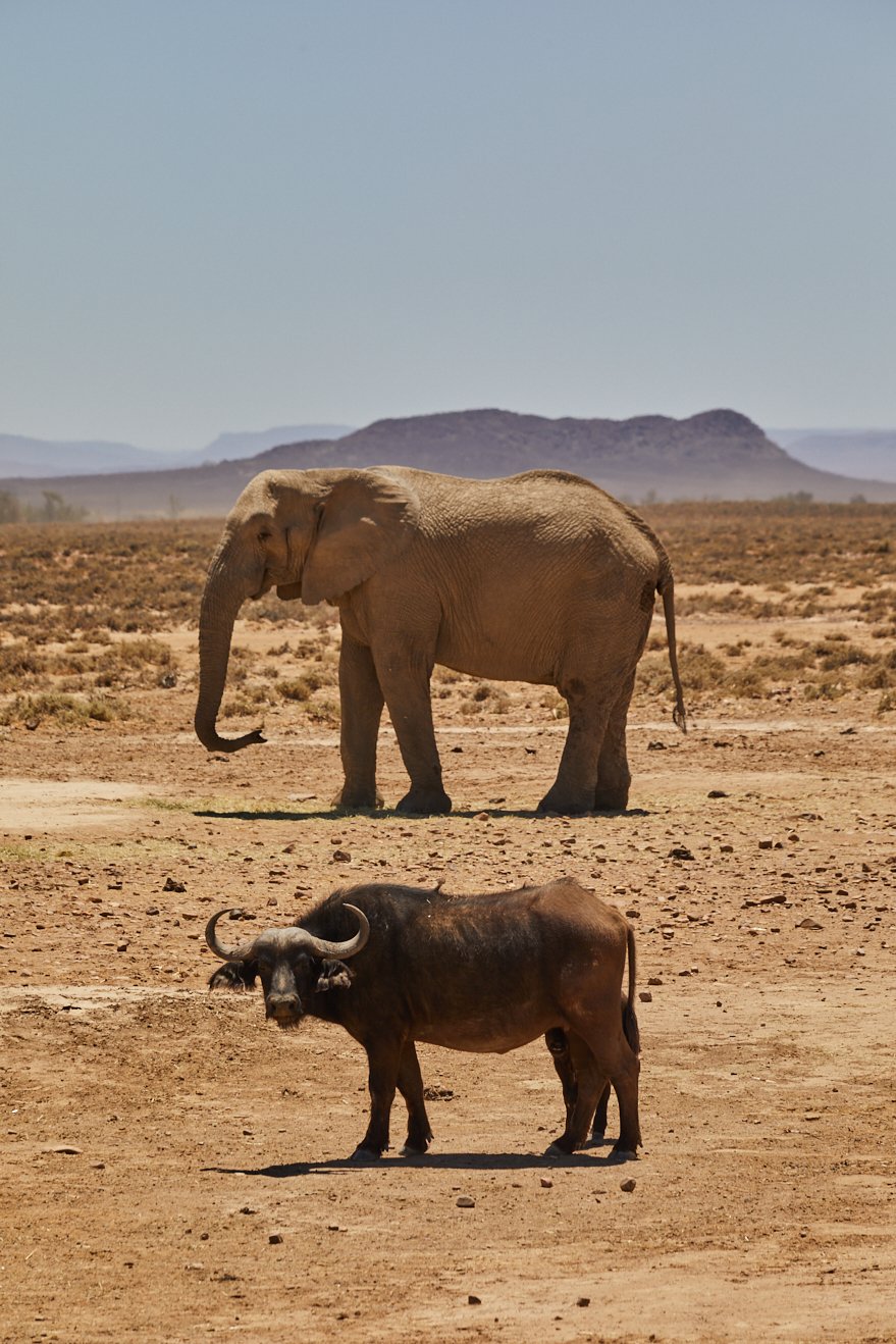 Marriot-Safari 1340.jpg