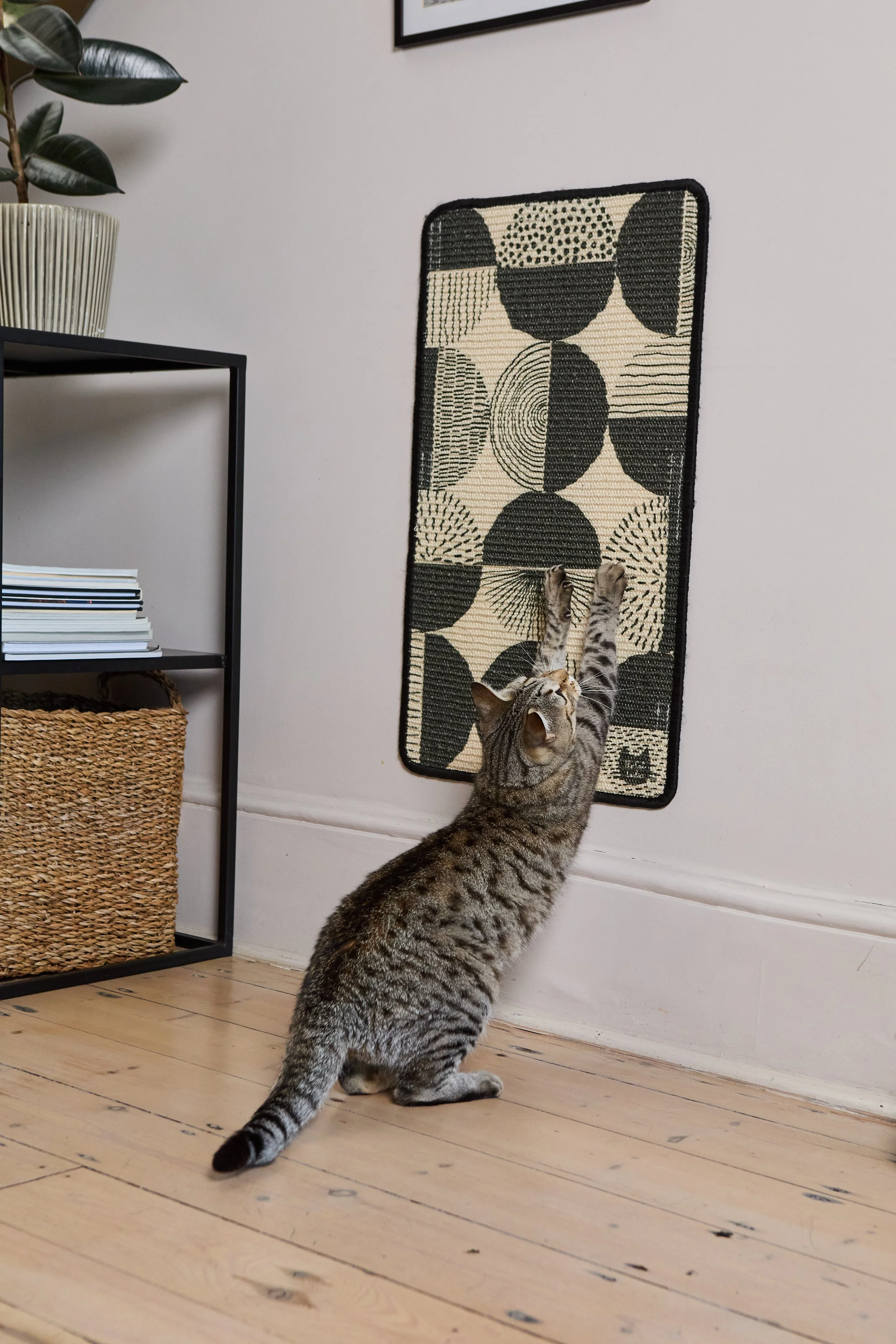 CatLadies_27.01.25 349.jpg