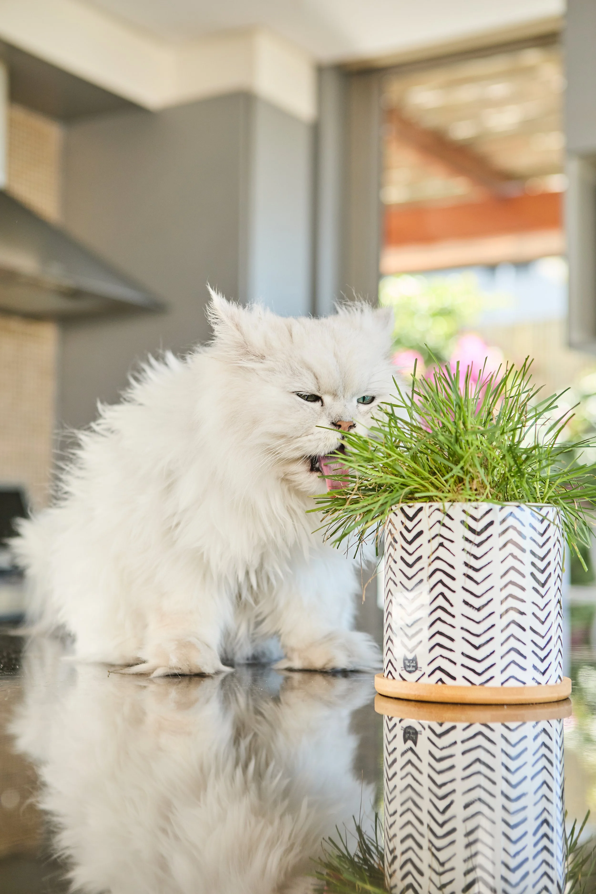 SellerX-08.12.25 404.jpg