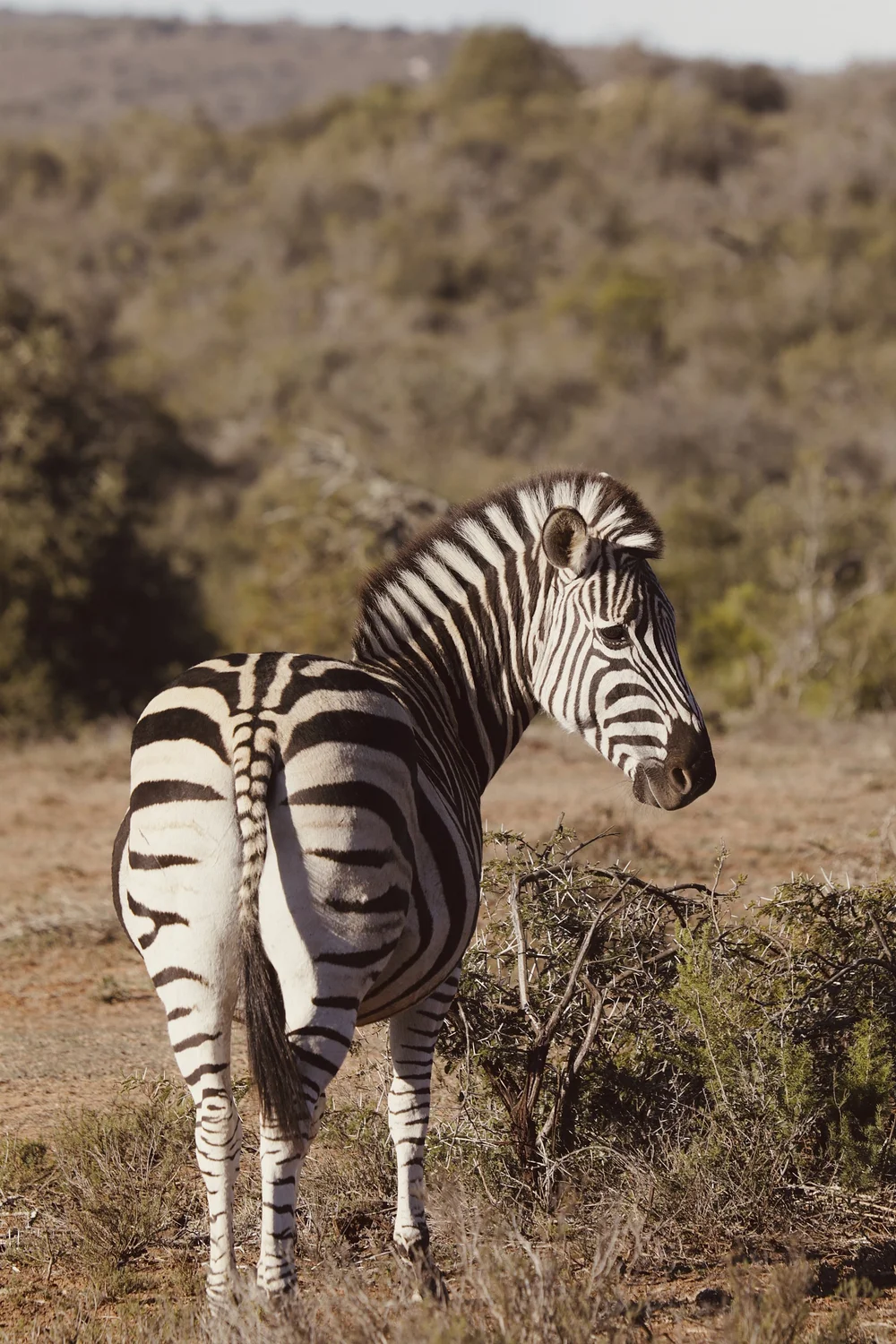 Bukela Game Lodge