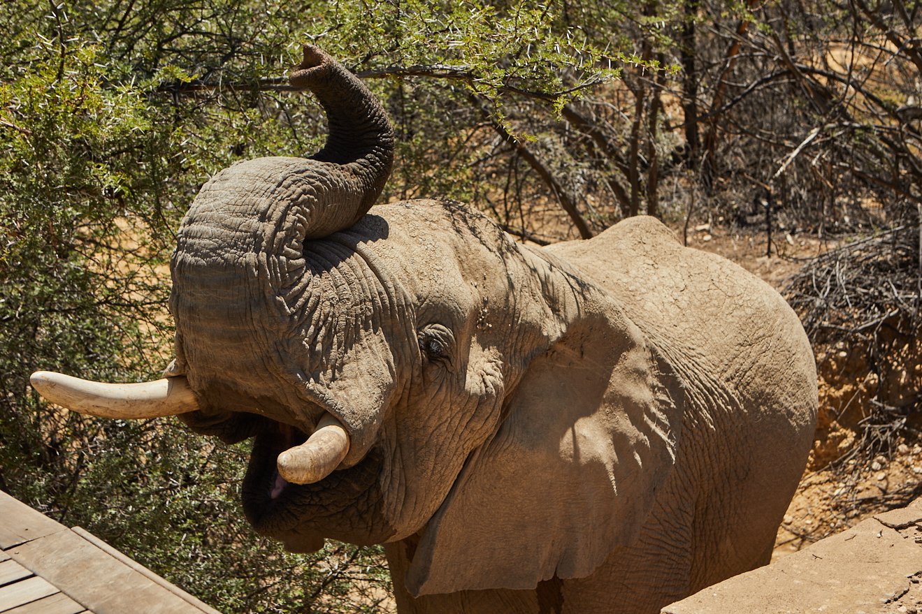Marriot-Safari 1299.jpg
