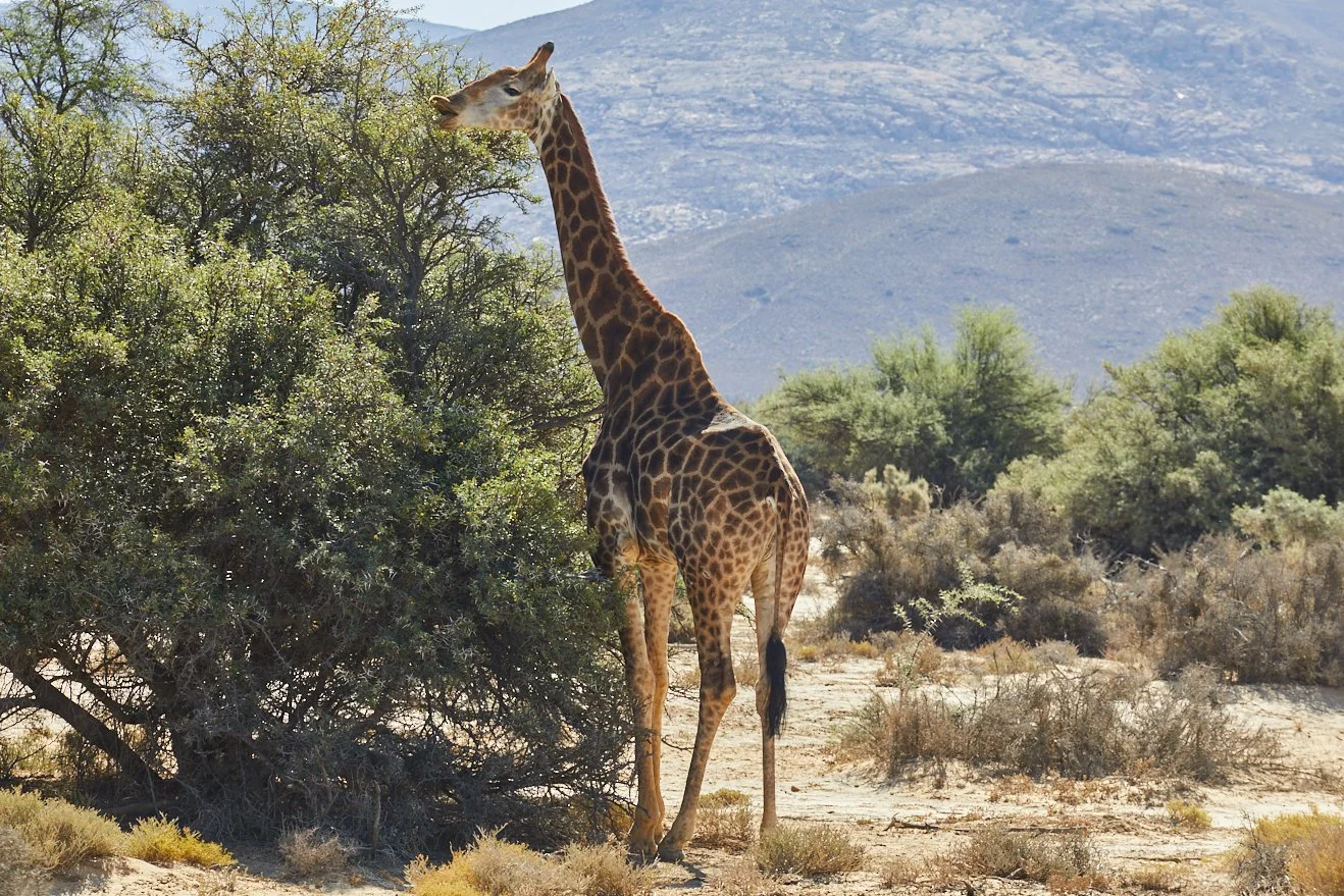 Inverdoorn safari
