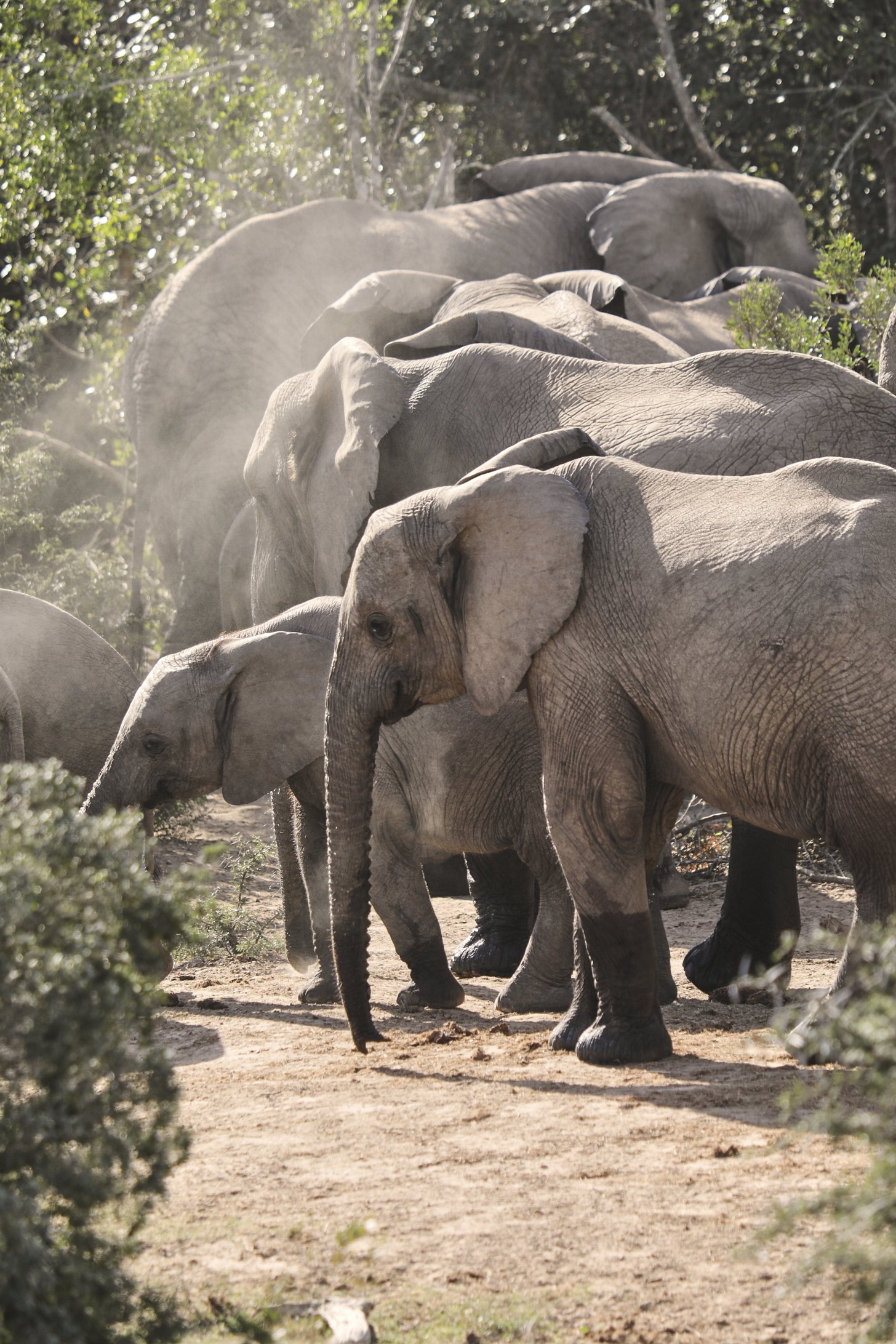 RCC-Safari 1906.jpg
