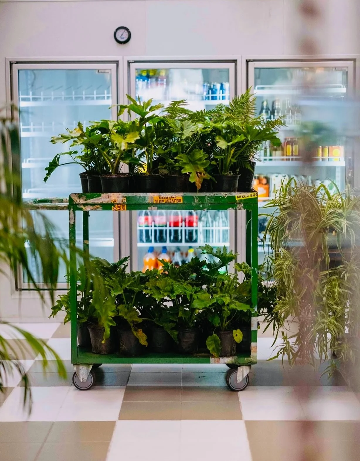 We sell our green little friends too. A full re-stock of all shapes and sizes will arrive in store next week 🌿🪴

@kioskcommunity #kiosk #kioskcommunity #cafe #grocer #coffeeshop #restaurant #liquorstore #bar #capetown #southafrica @all.yours.co