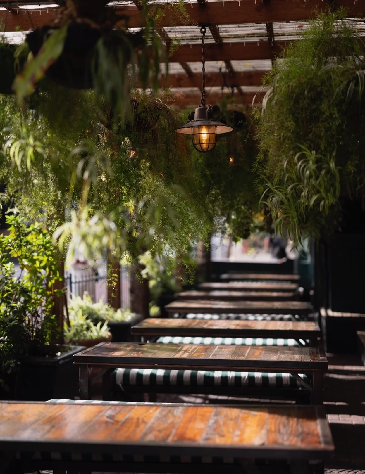 The green tunnel of goodness 🌿🍸🍕🍺

@yourstrulycafe #yourstruly #allyours #ytc #thisisyours #sametimetomorrow #cafe #restaurant #bar #capetown #southafrica @all.yours.co
