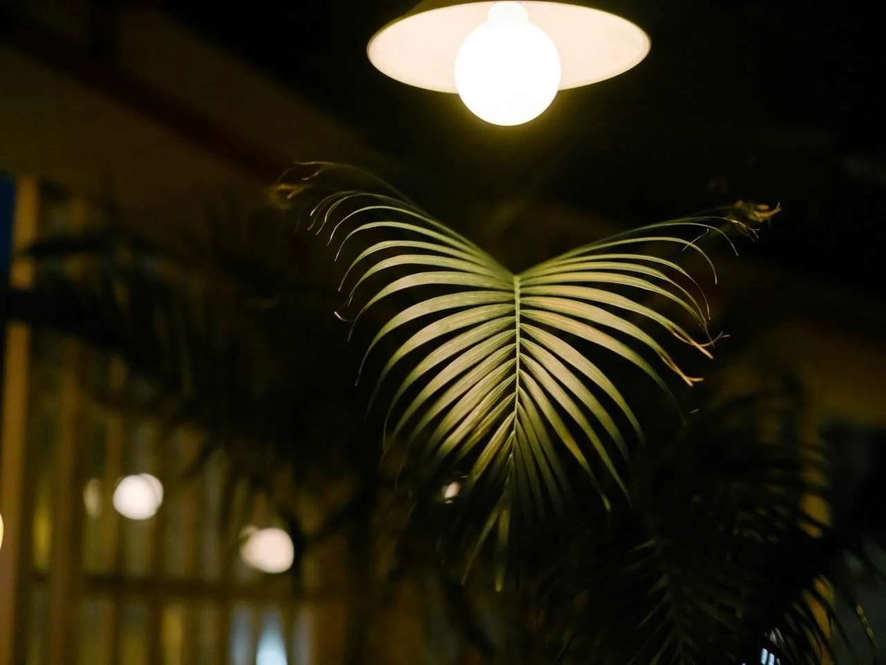 Night lights in store&hellip;.. The Power Above. Open daily for breakfast, lunch &amp; dinner 🌿

@t.h.e.p.o.w.e.r.a.b.o.v.e #thepowerabove #cafe #restaurant #bar #capetown #southafrica @all.yours.co