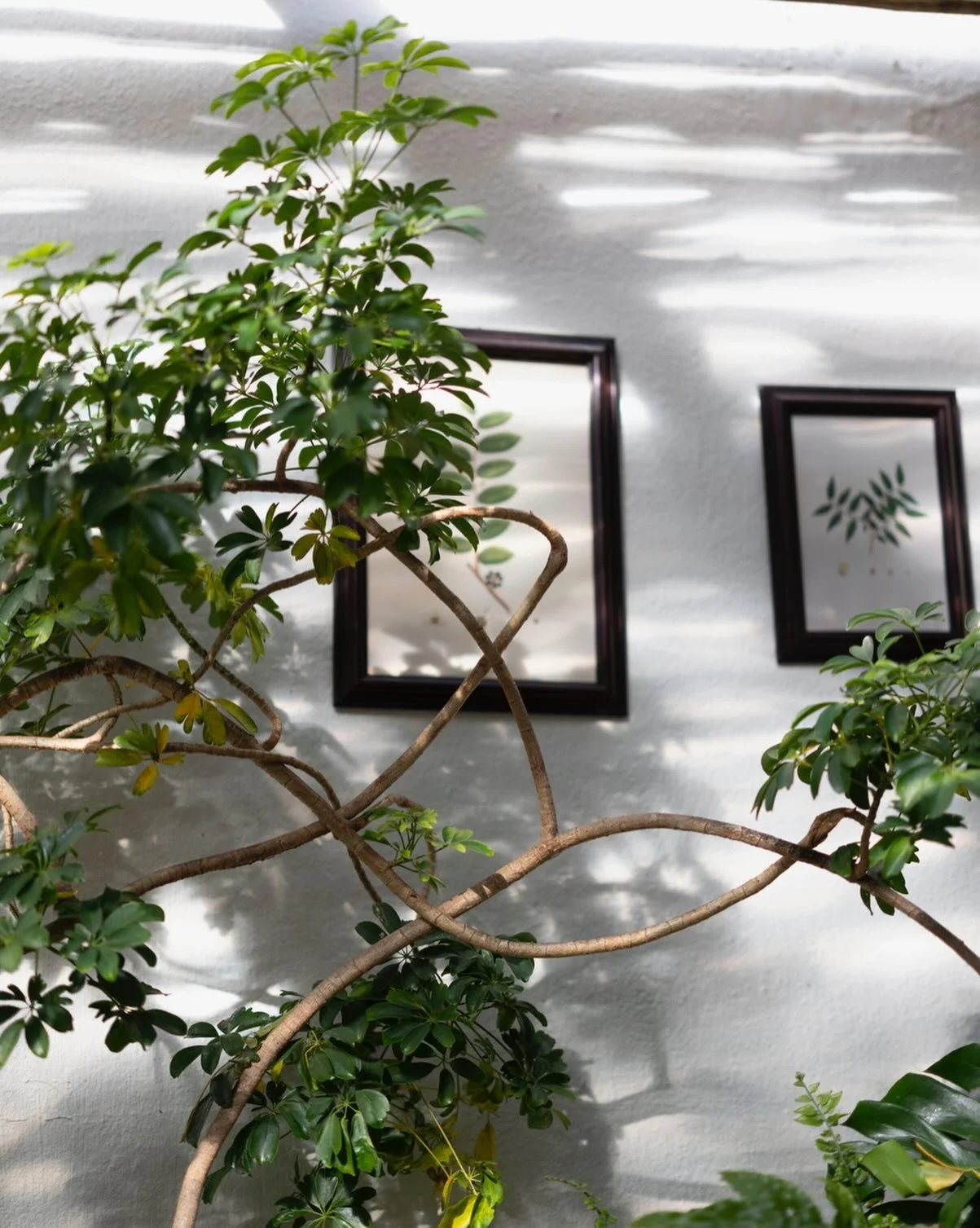 An ode to all our 🌿&hellip;.. come and enjoy breakfast, lunch, dinner or the bar with us daily 🪩🎵🍸😁

@cafe_paradiso_cpt #cafeparadiso #restaurant #cafe #capetown #southafrica @all.yours.co