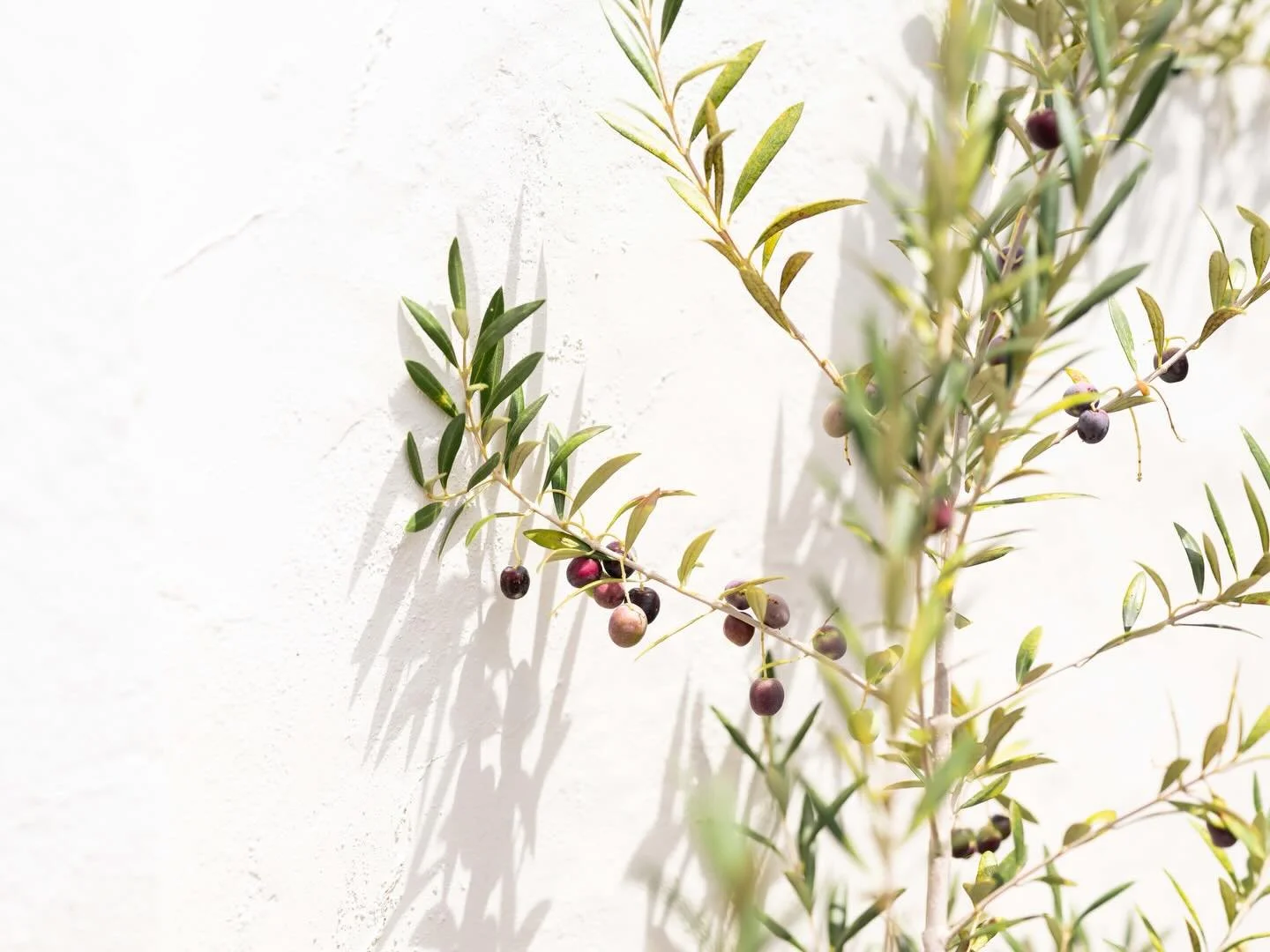 Another bright, beautiful and glorious day 🌿

@cafe_paradiso_cpt #cafeparadiso #cafe #restaurant #bar #capetown @all.yours.co