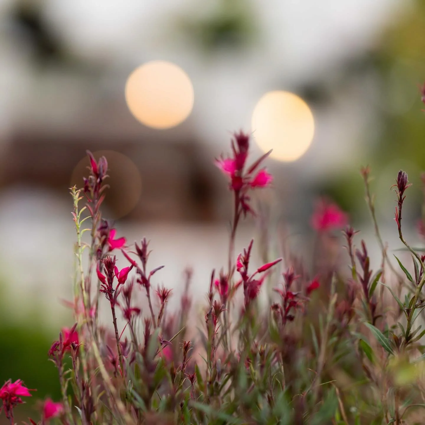 Today is a spectacular day to be outside 🌱 Join us for lunch or dinner 🍽️ 👌

@cafe_paradiso_cpt #cafeparadiso #restaurant #bar #capetown @all.yours.co