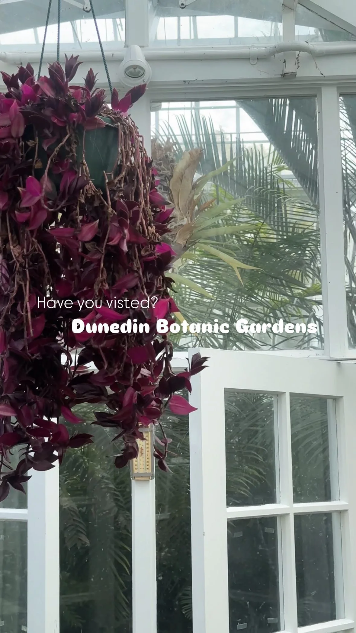 A lush escape tucked away in North Dunedin, have you visited the Dunedin Botanic Gardens?
#dunedinbotanicgardens #botanicgardens #experiencedunedin #visitdunedin #dunedinmustdo #dunedinnz #ōtepoti