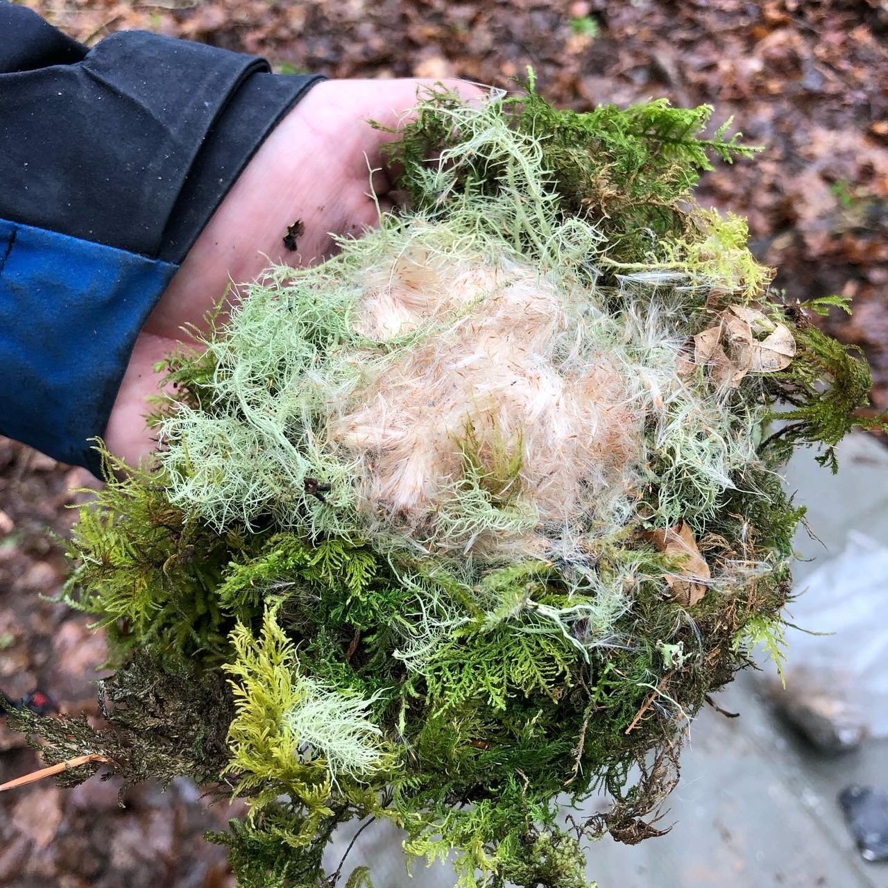 An all natural tinder bundle ready for use.