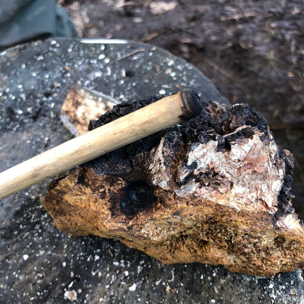 Hand drill used directly on a fungi.