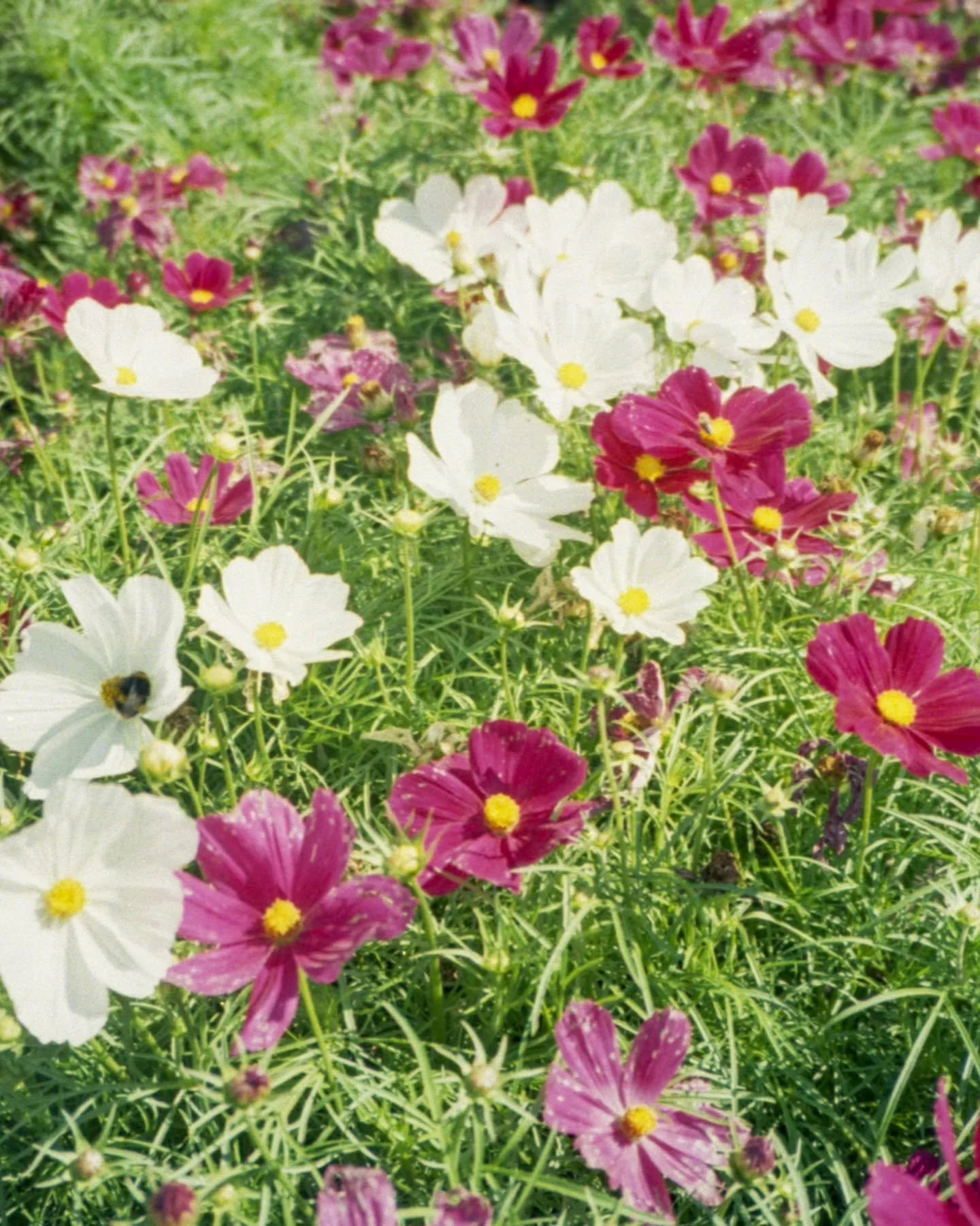 Cosmos flowers for the weekend 🌸
Blooming beautifully in autumn and standing tall after October's storms. 

#cosmosflowers #autumngarden #flowerphotography #botanicalbeauty #cottagecoreaesthetic #illustrationinspired #gardendreams #slowmoment #natur