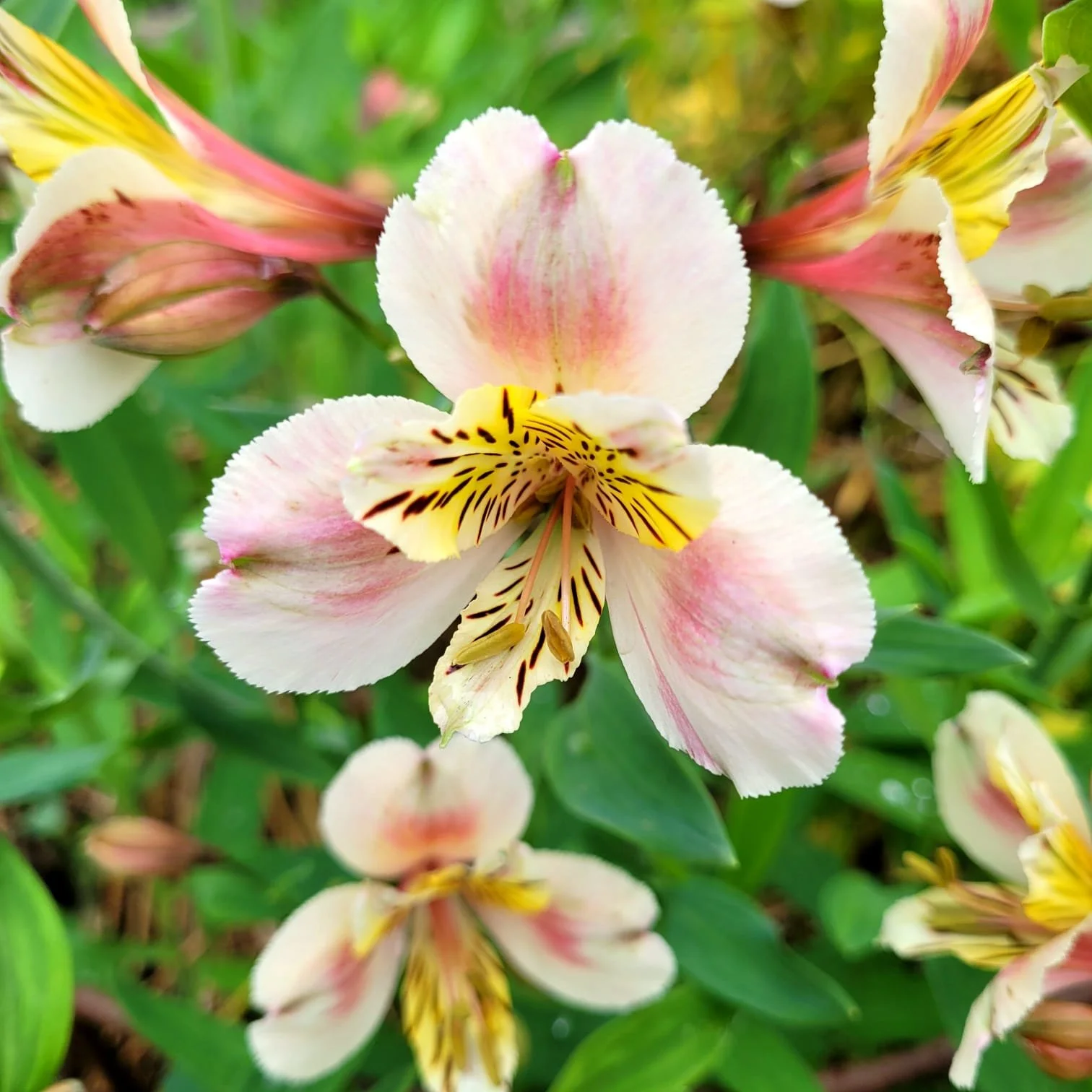 flower 4.jpeg