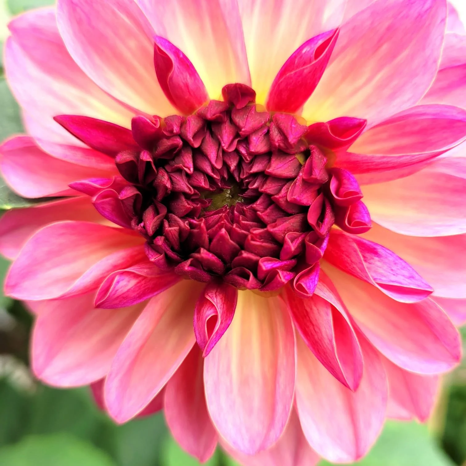 flower 7.jpeg