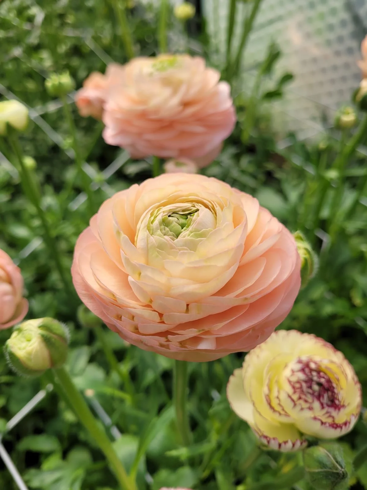 Flower 1.jpeg