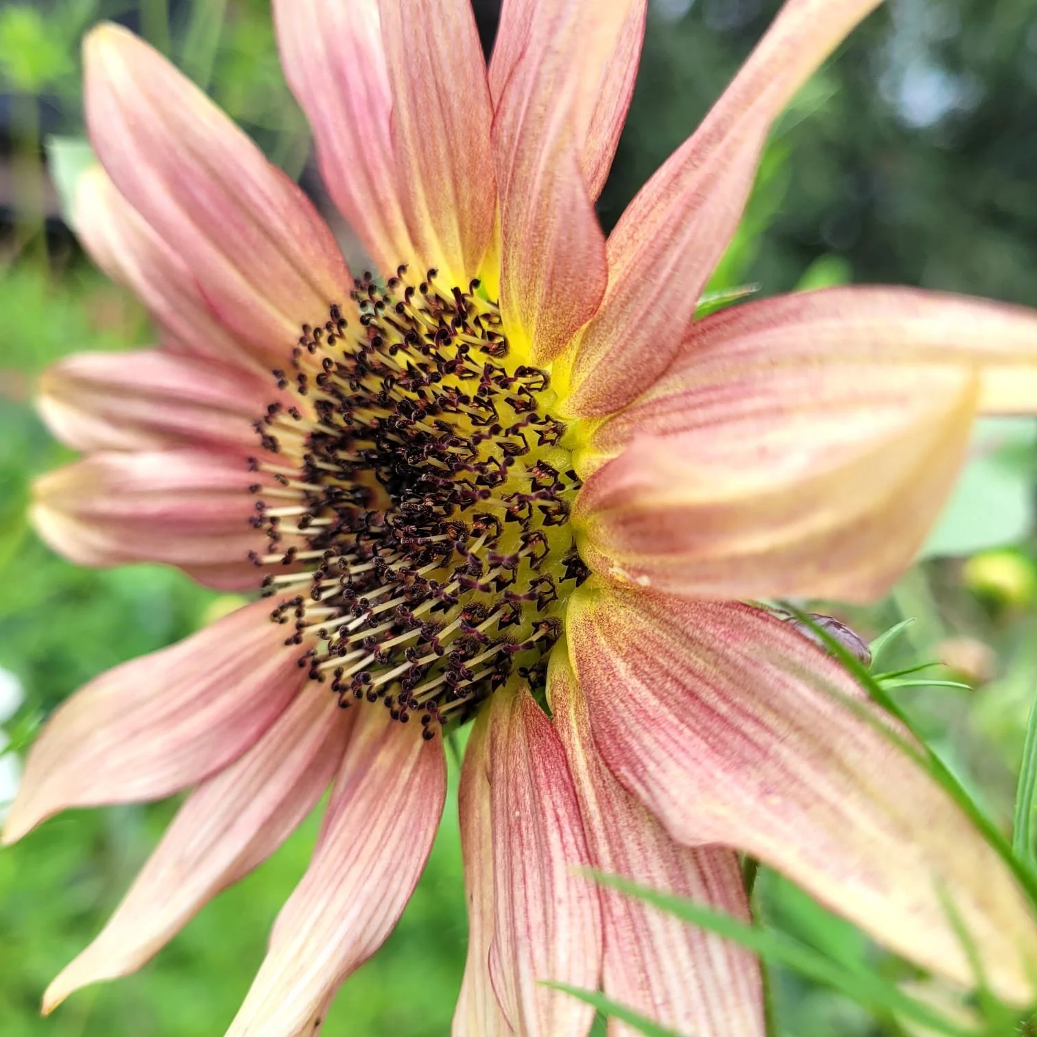 flower 5.jpeg