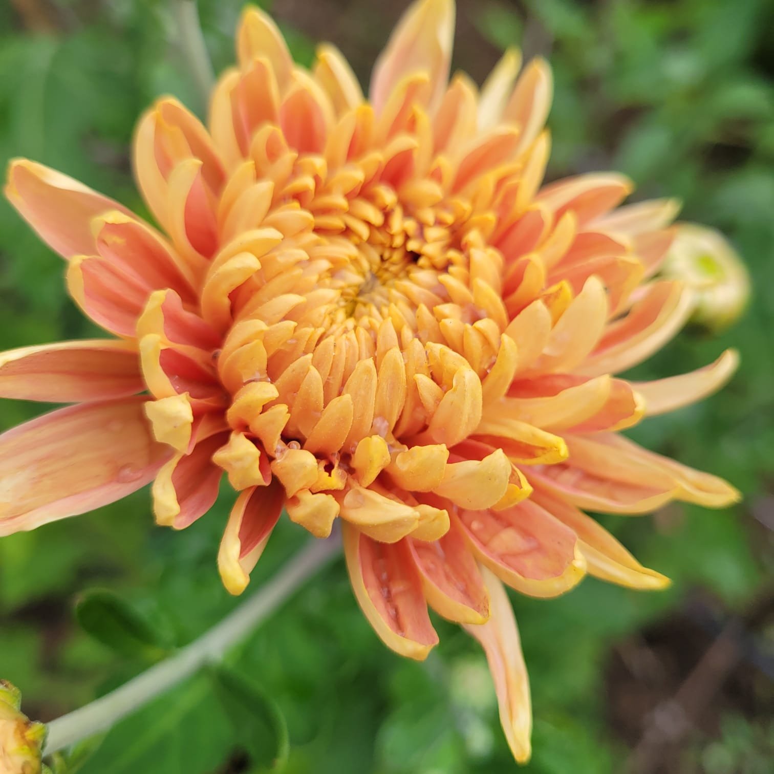 flower 2.jpeg