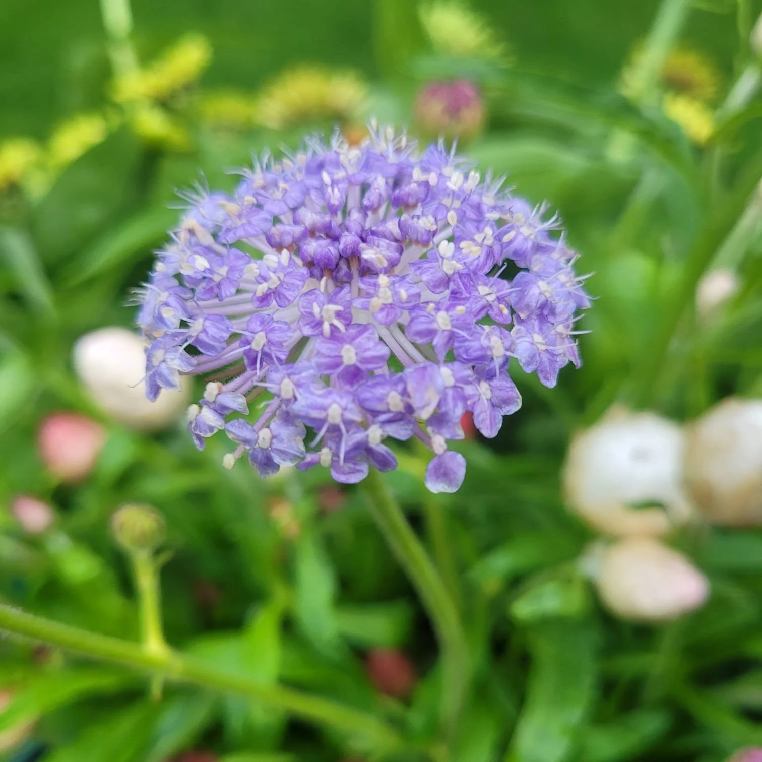 flower 6.jpeg