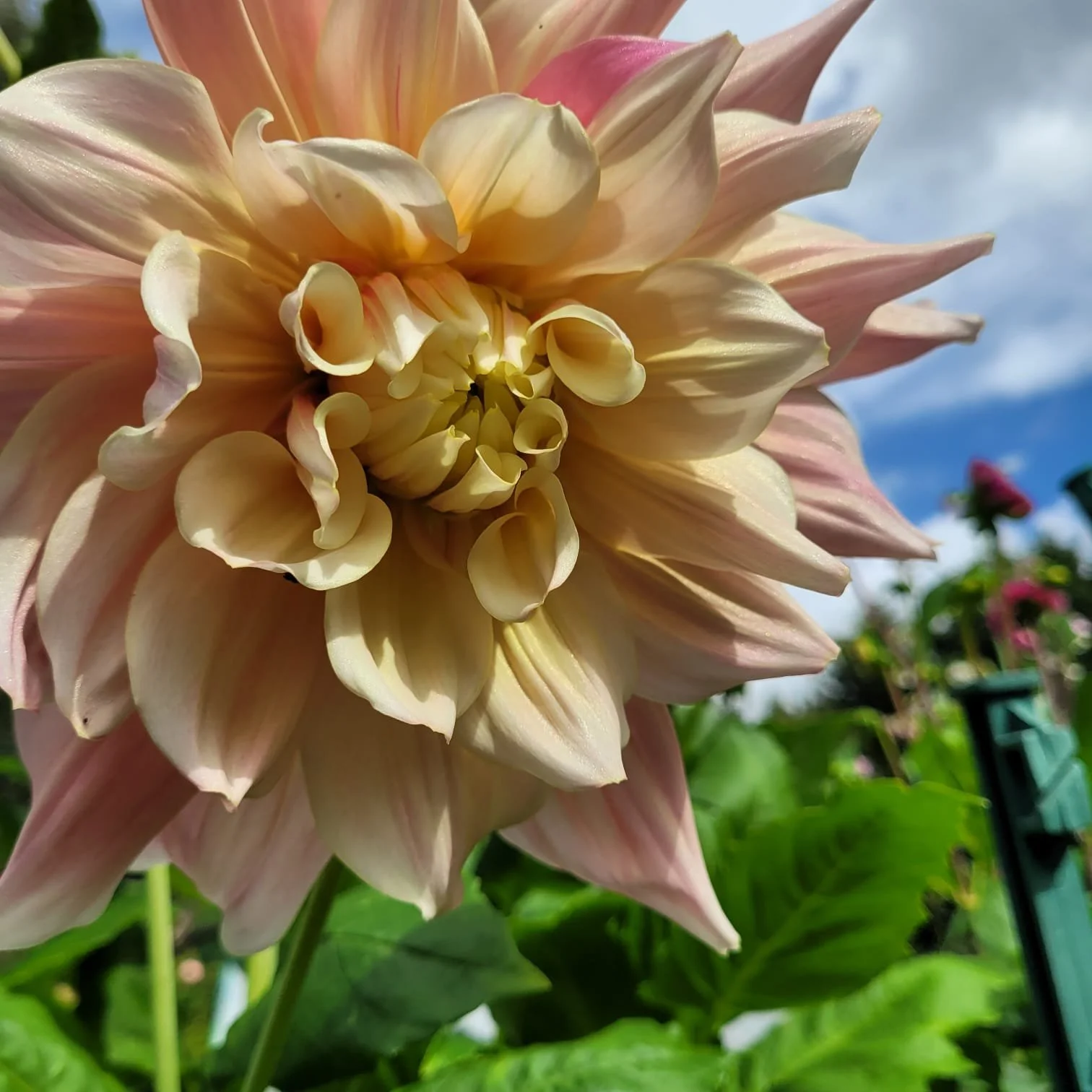 Flowrer 9.jpeg