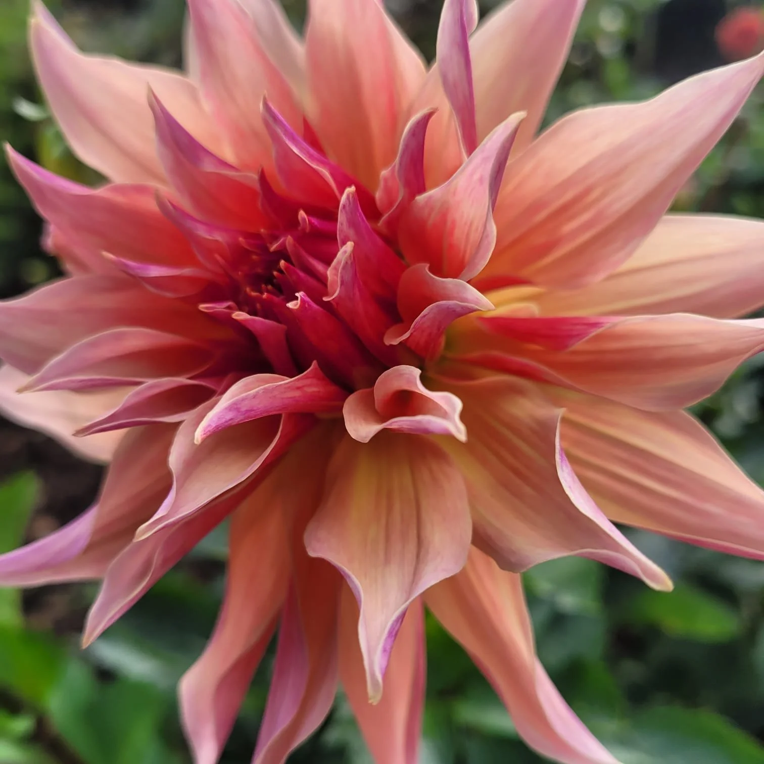Flower 8.jpeg