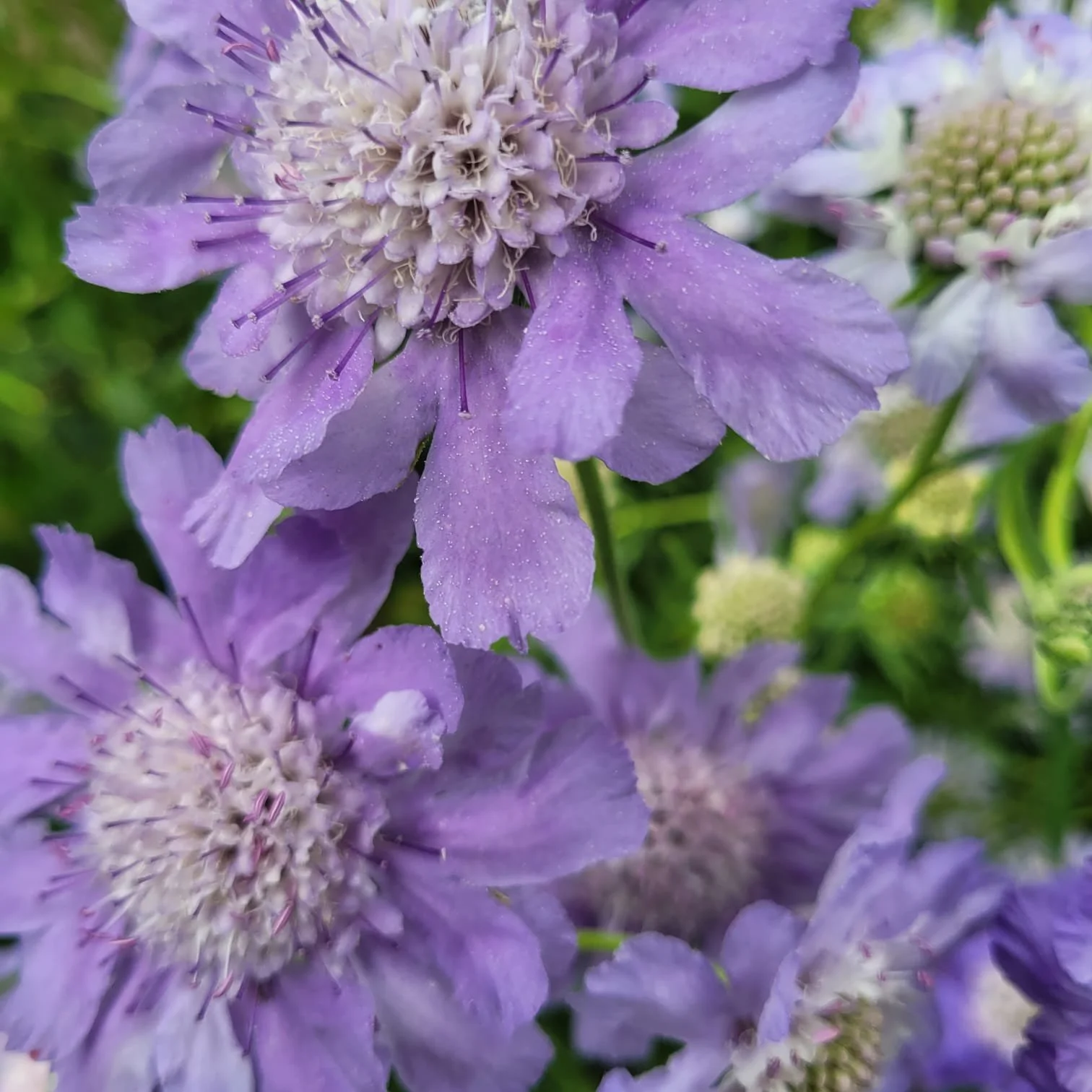 Flower 10.jpeg