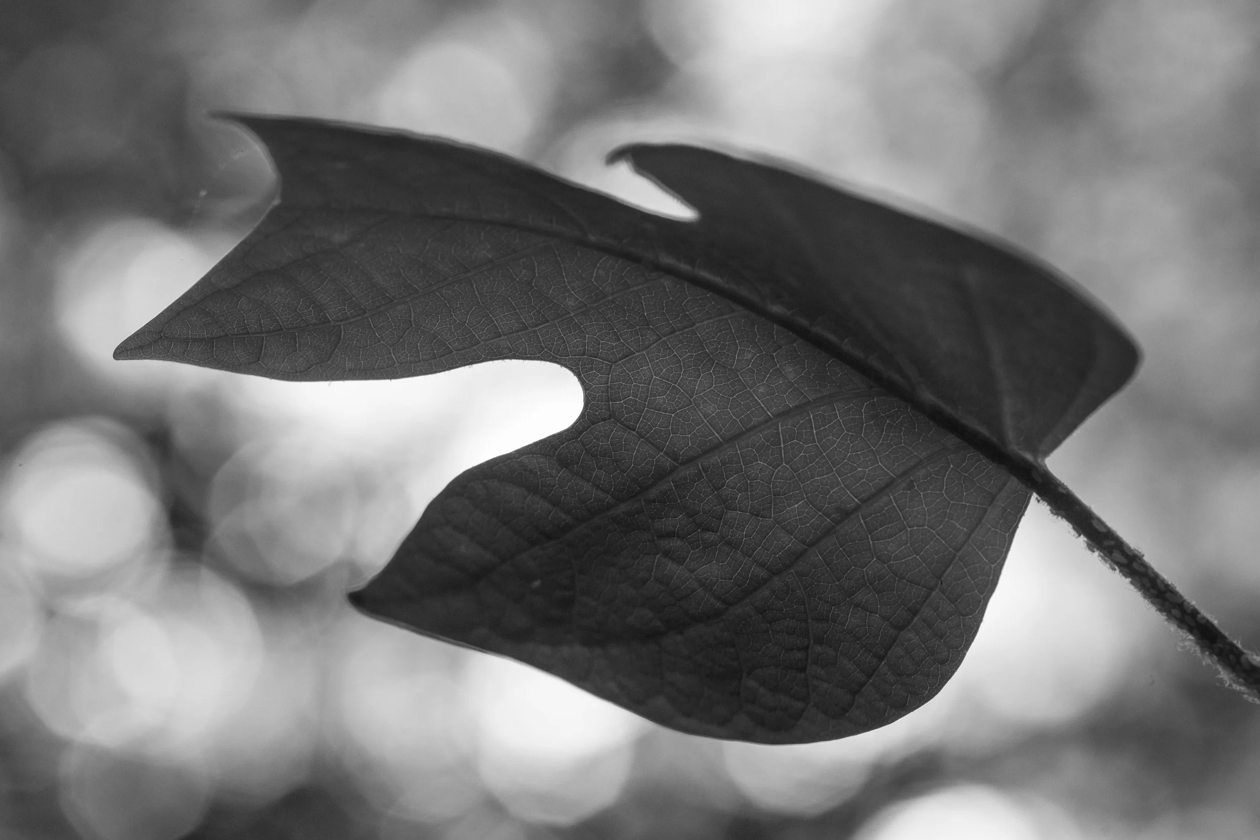 Tulip Poplar