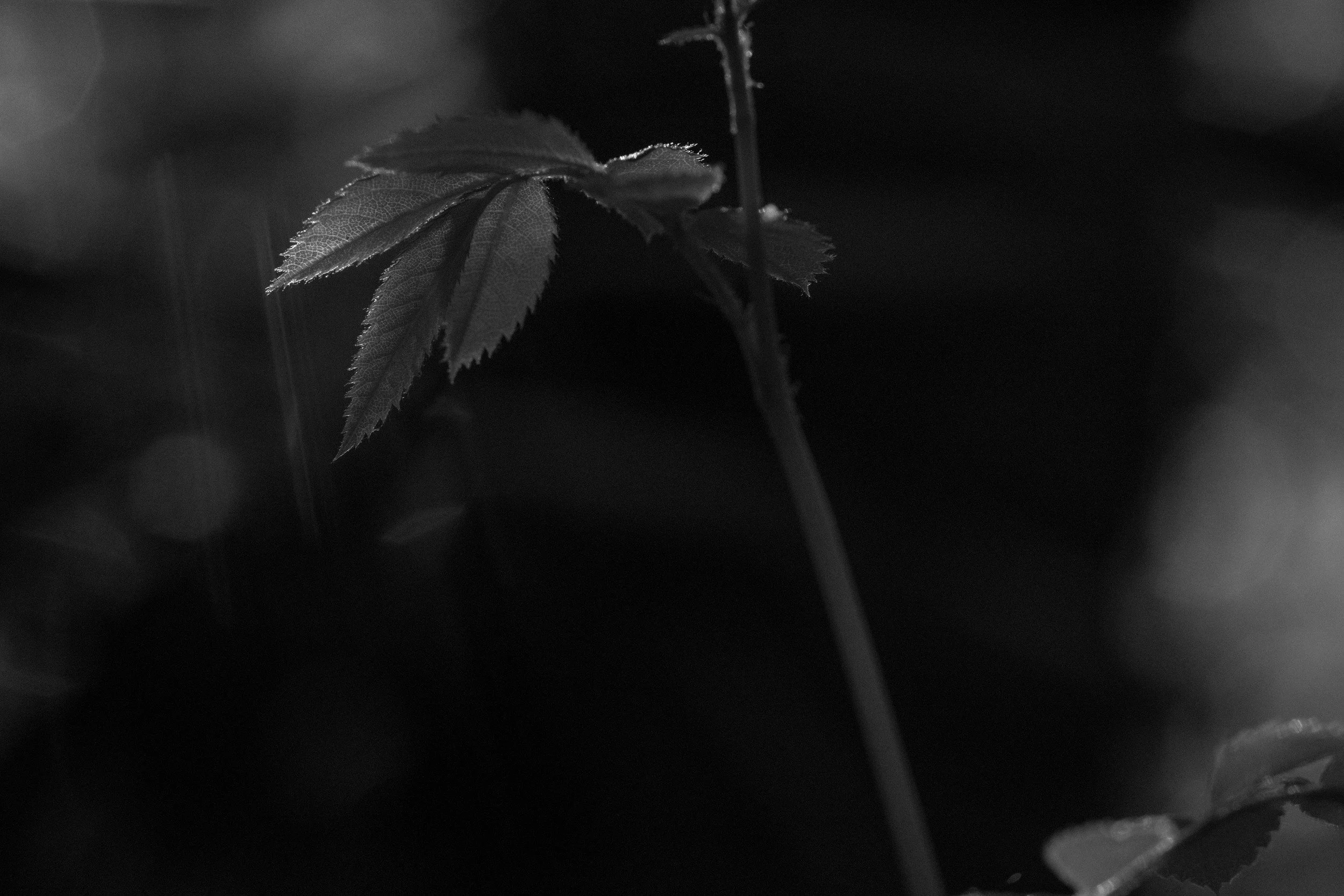 Multiflora Rose