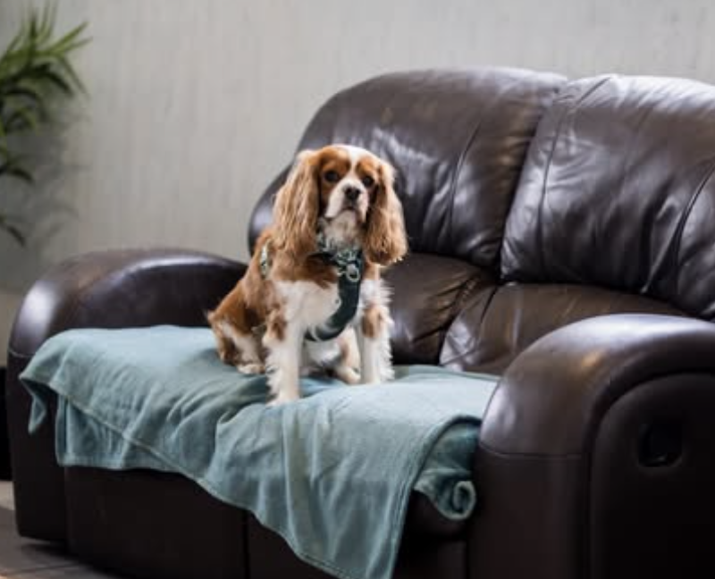 dog sitting on sofa at calm dog daycare drop andover running with dogs lounge