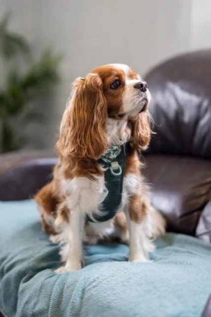 running with dogs lounge image dog on sofa.jpg