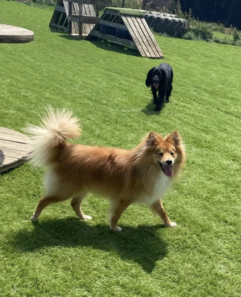the running with dogs company dog at farm 2.webp