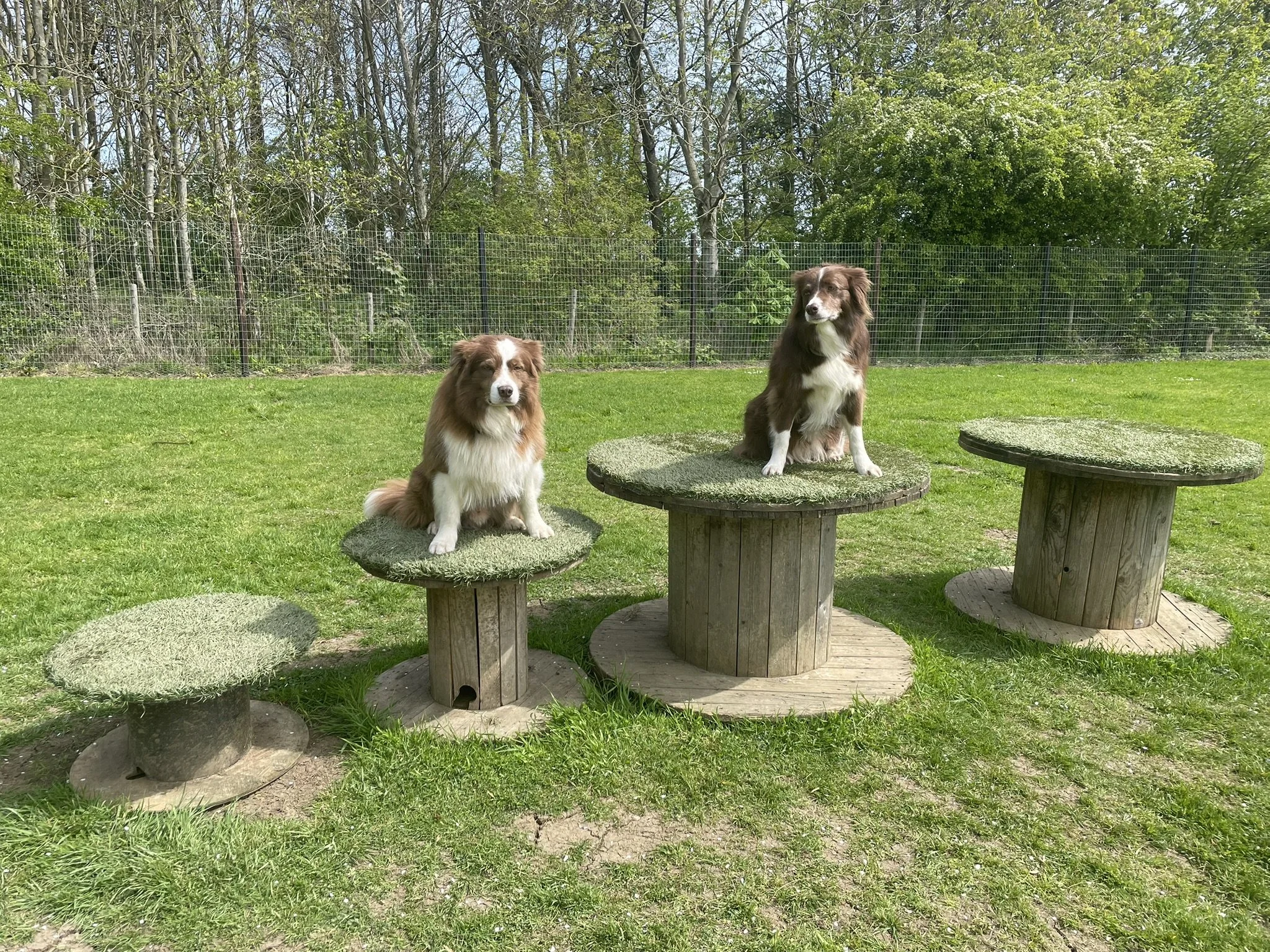 What Is a Secure Dog Field? And Why Use One Over a Countryside Walk.