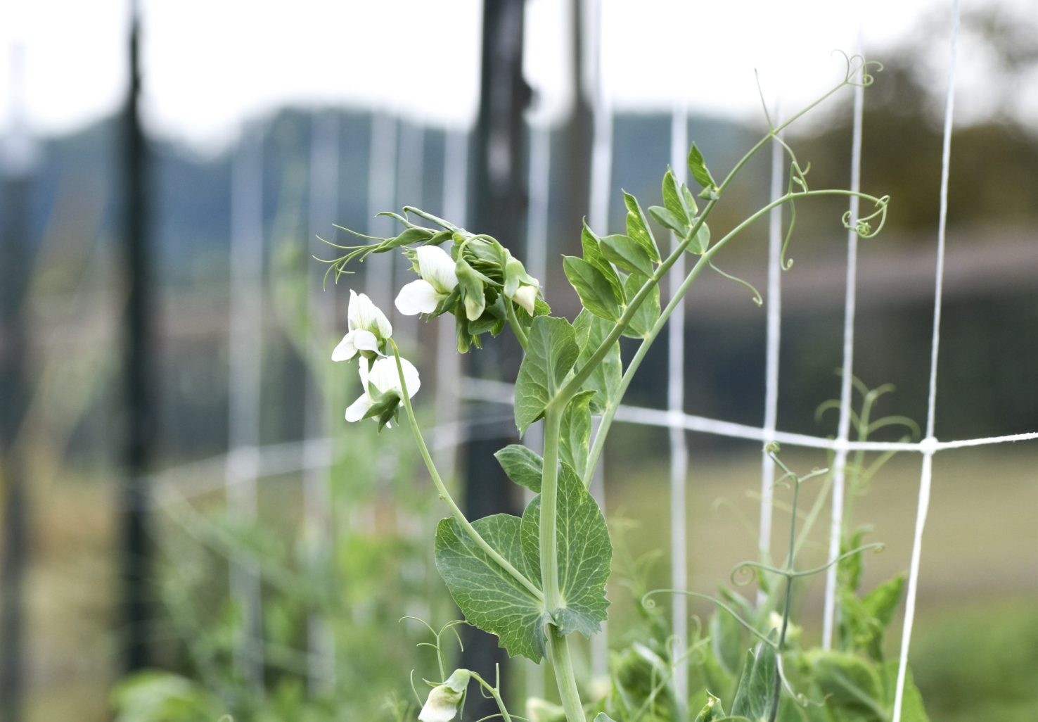 Changing of the Season at Windy Hill – Marking the Return of Spring