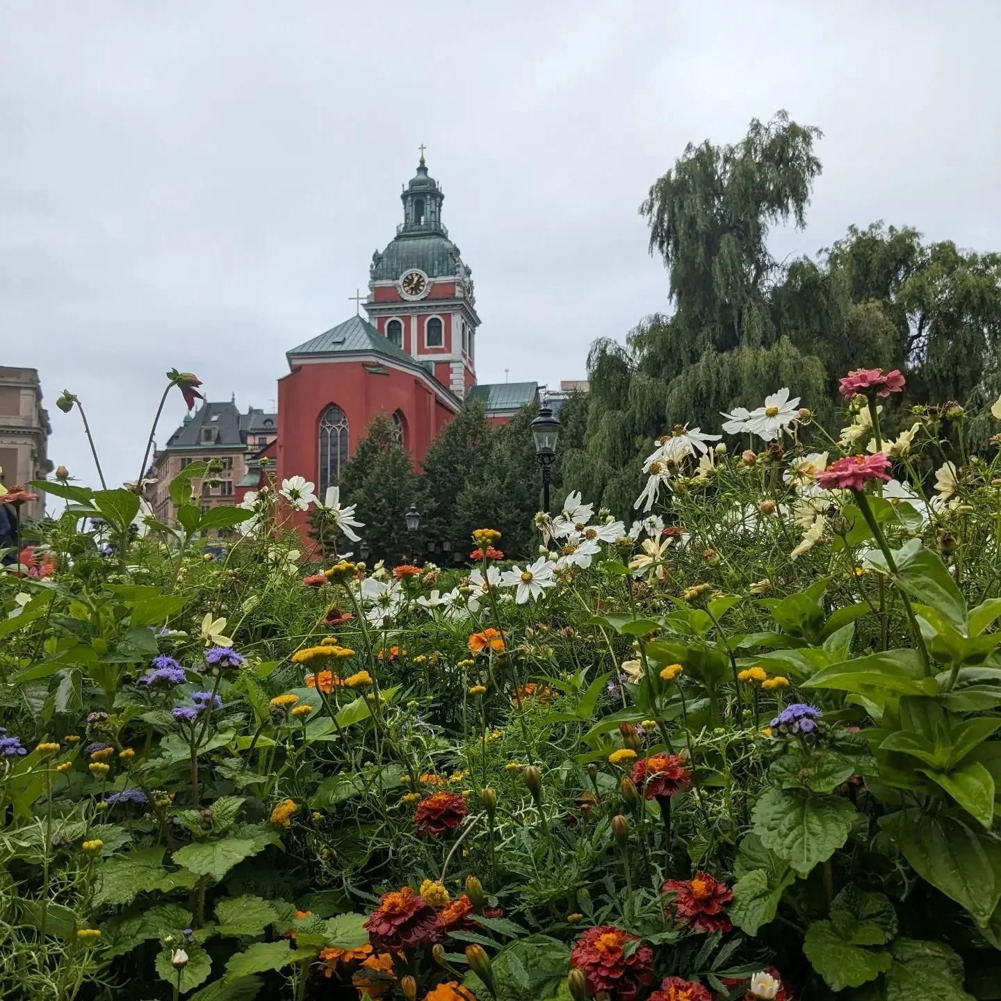 Late summer flowers in Sweden#swedish flowers