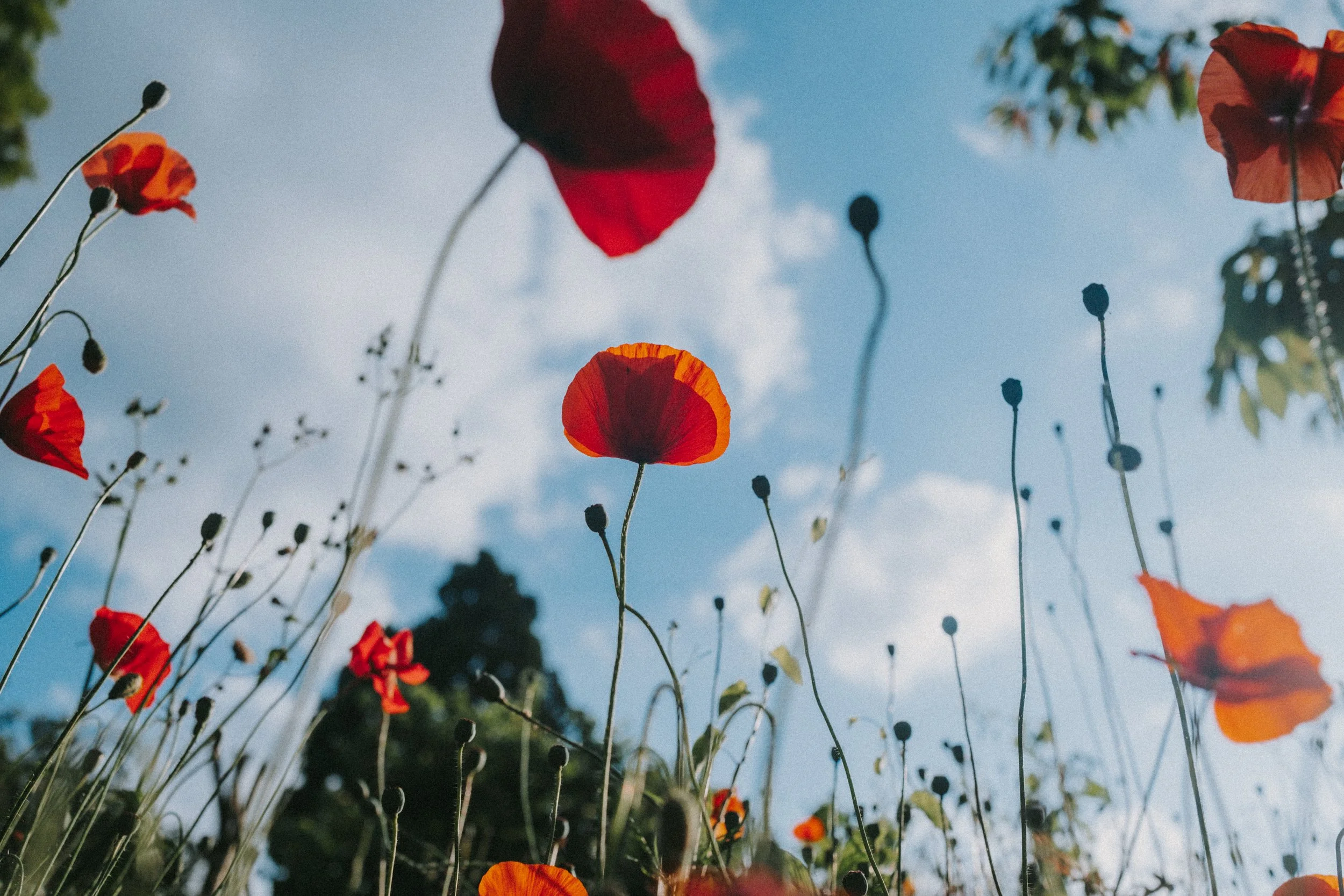 Red and orange poppies growing in a field against a blue sky with some clouds.