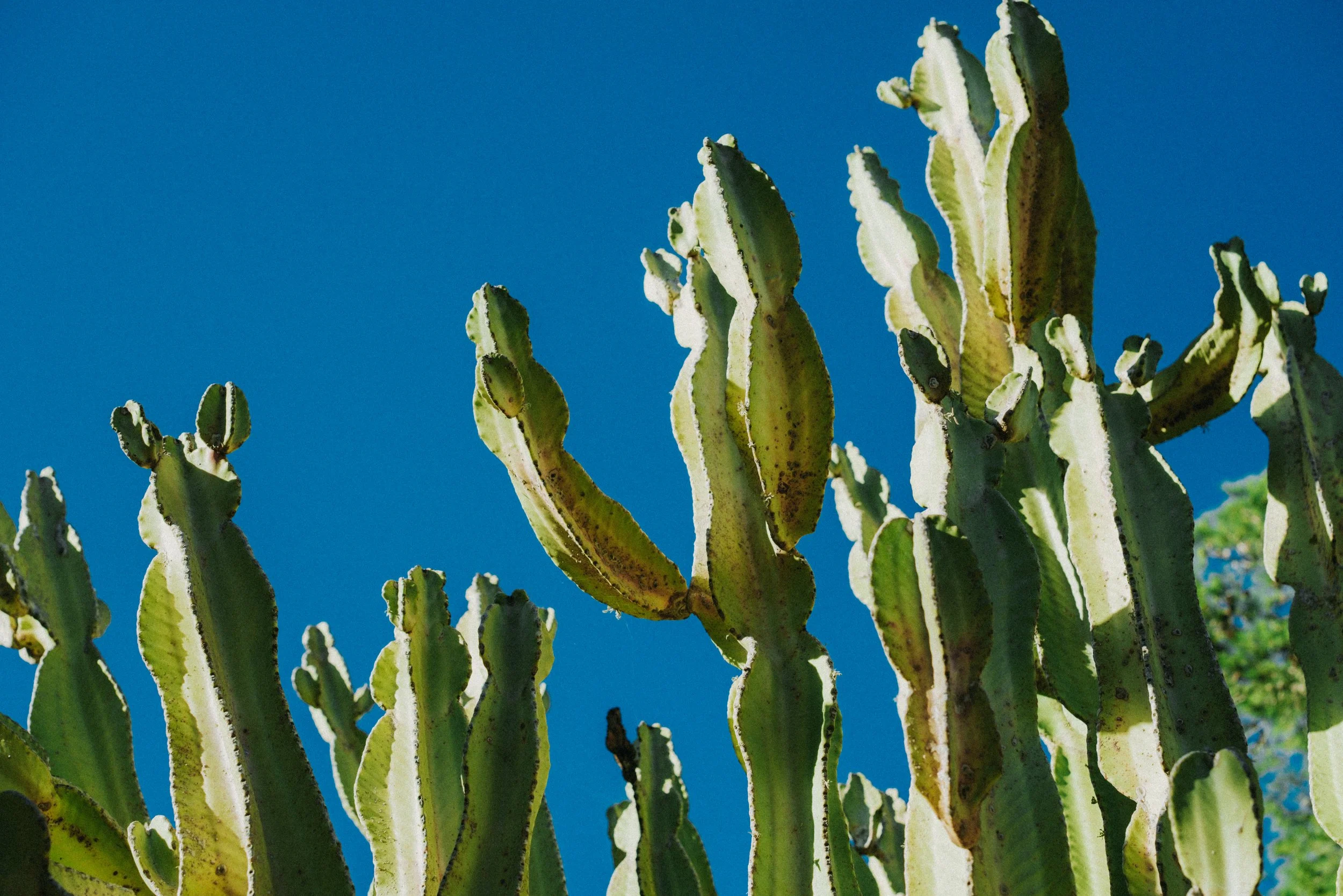 Cacti with green pads against a bright blue sky.