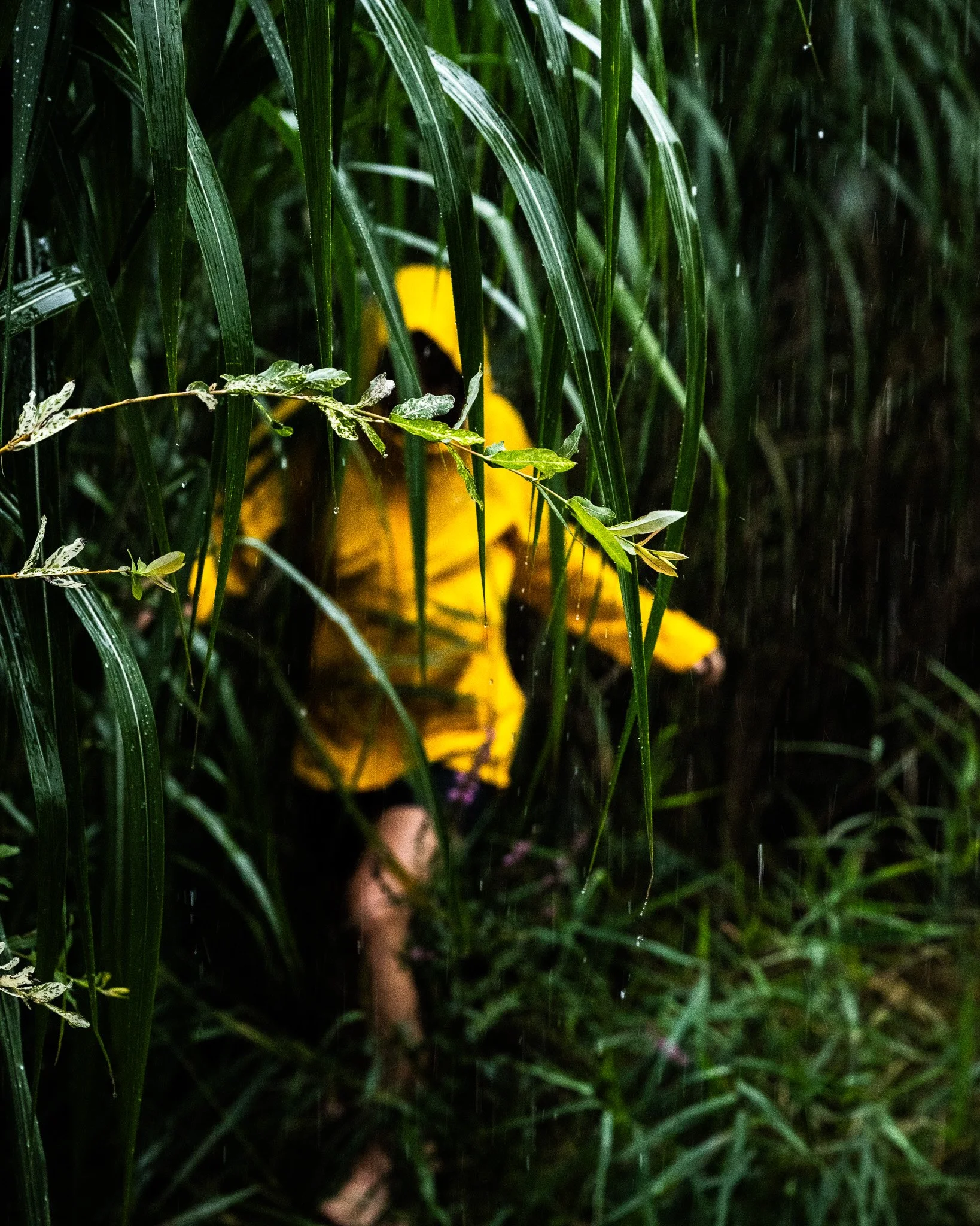 Person in einem leuchtend gelben Regenmantel geht bei Regen durch hohes grünes Gras.
