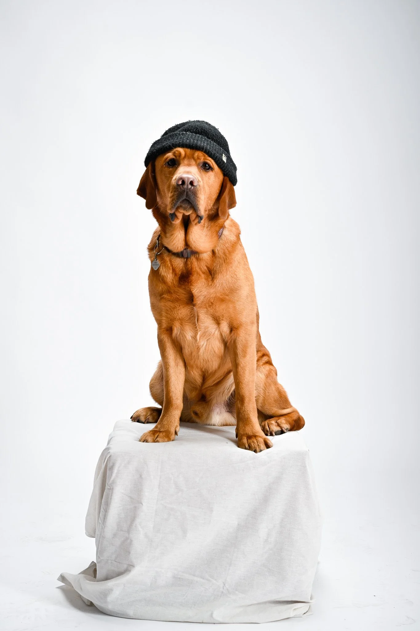 Brauner Hund mit schwarzer Beanie-Mütze sitzt auf einer mit weißem Stoff bedeckten Plattform vor weißem Hintergrund.
