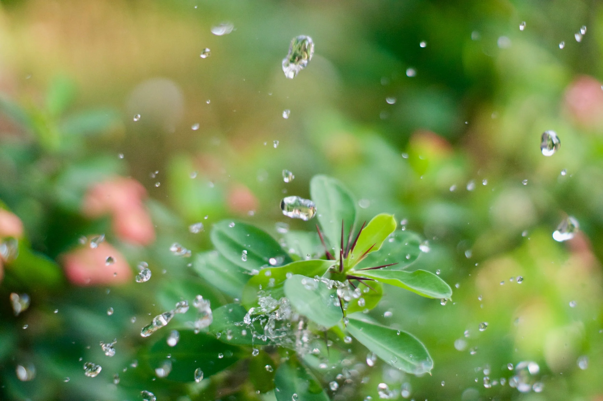 A Season for Refreshing