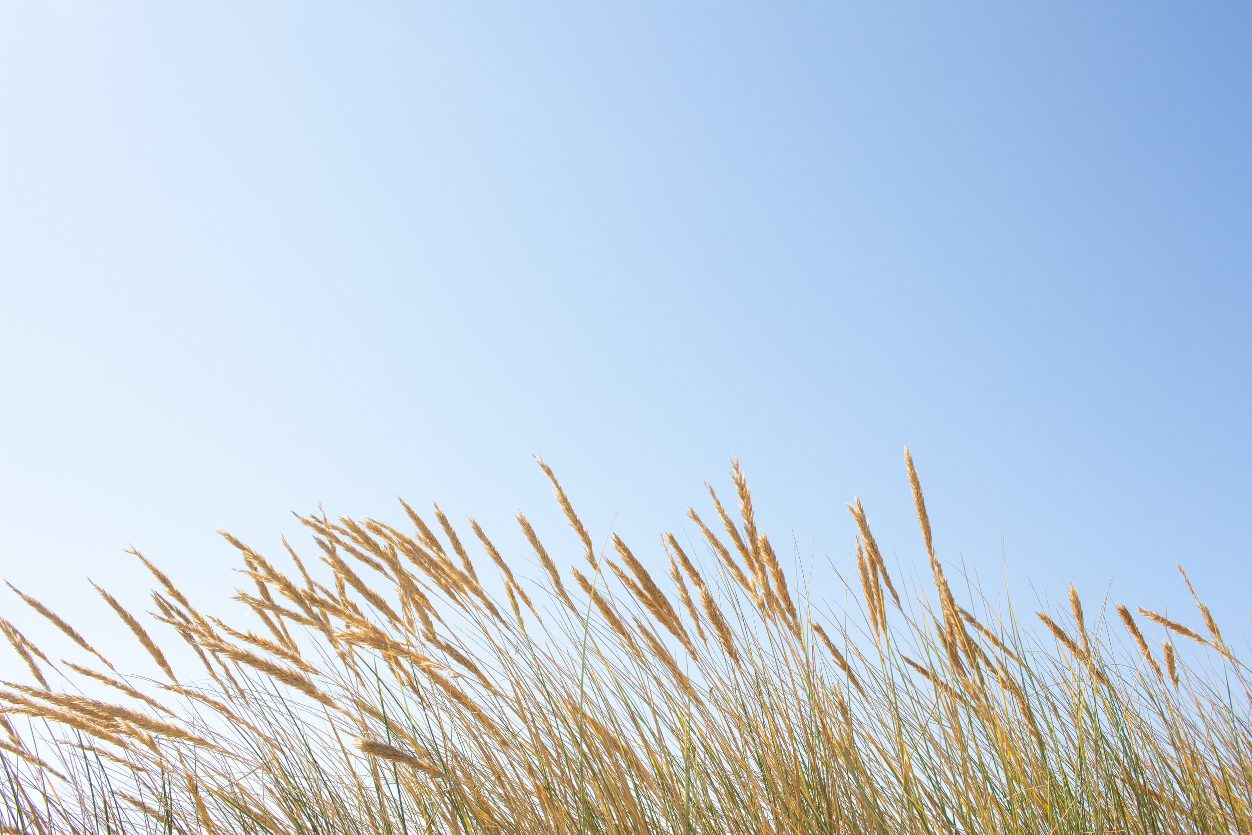swaying-grass-on-dune-2022-11-02-21-28-50-utc.jpg
