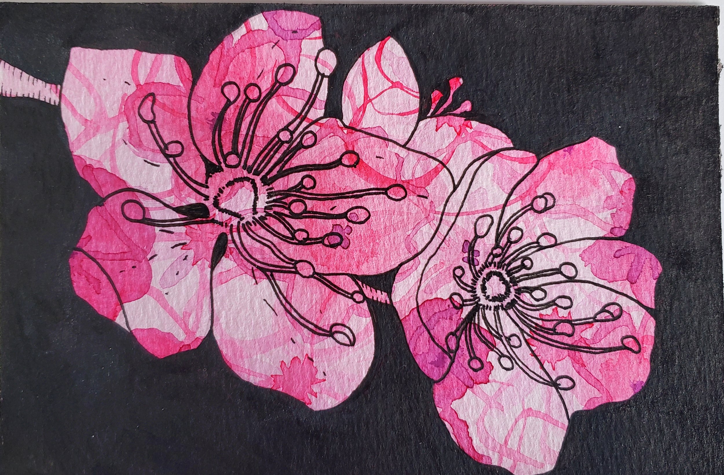 "Cherry Blossoms"