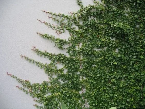 Fig Vine — design inspiration for Benton at Magnolia Woods homes