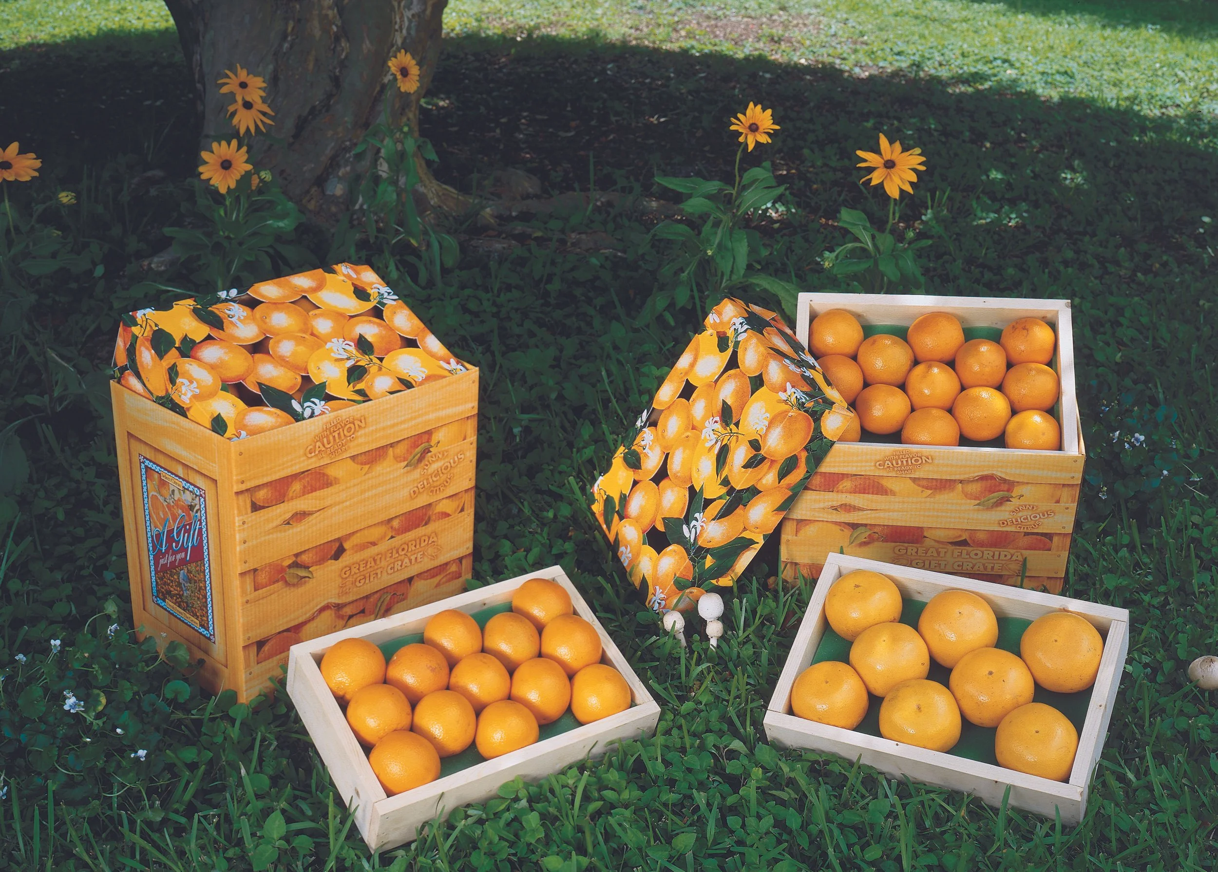 Citrus.jpg