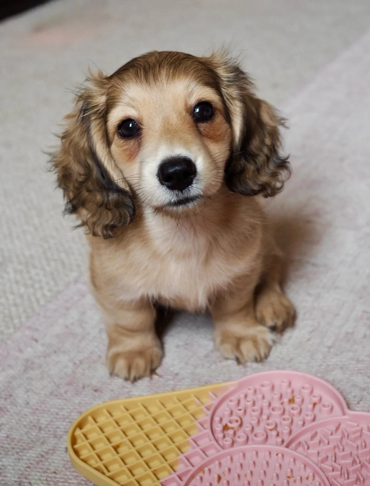 Introducing.... Queenie! 👑

Because life isn&rsquo;t chaotic enough, we&rsquo;ve welcomed a beautiful pup to our family! She&rsquo;s a miniature long haired dachshund and she&rsquo;s all kinds of wonderful 🩷 (Nelly and the cats are getting used to 