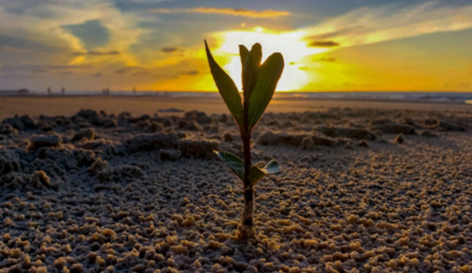 How EMDR therapy can heal trauma — LaunchPad Counseling