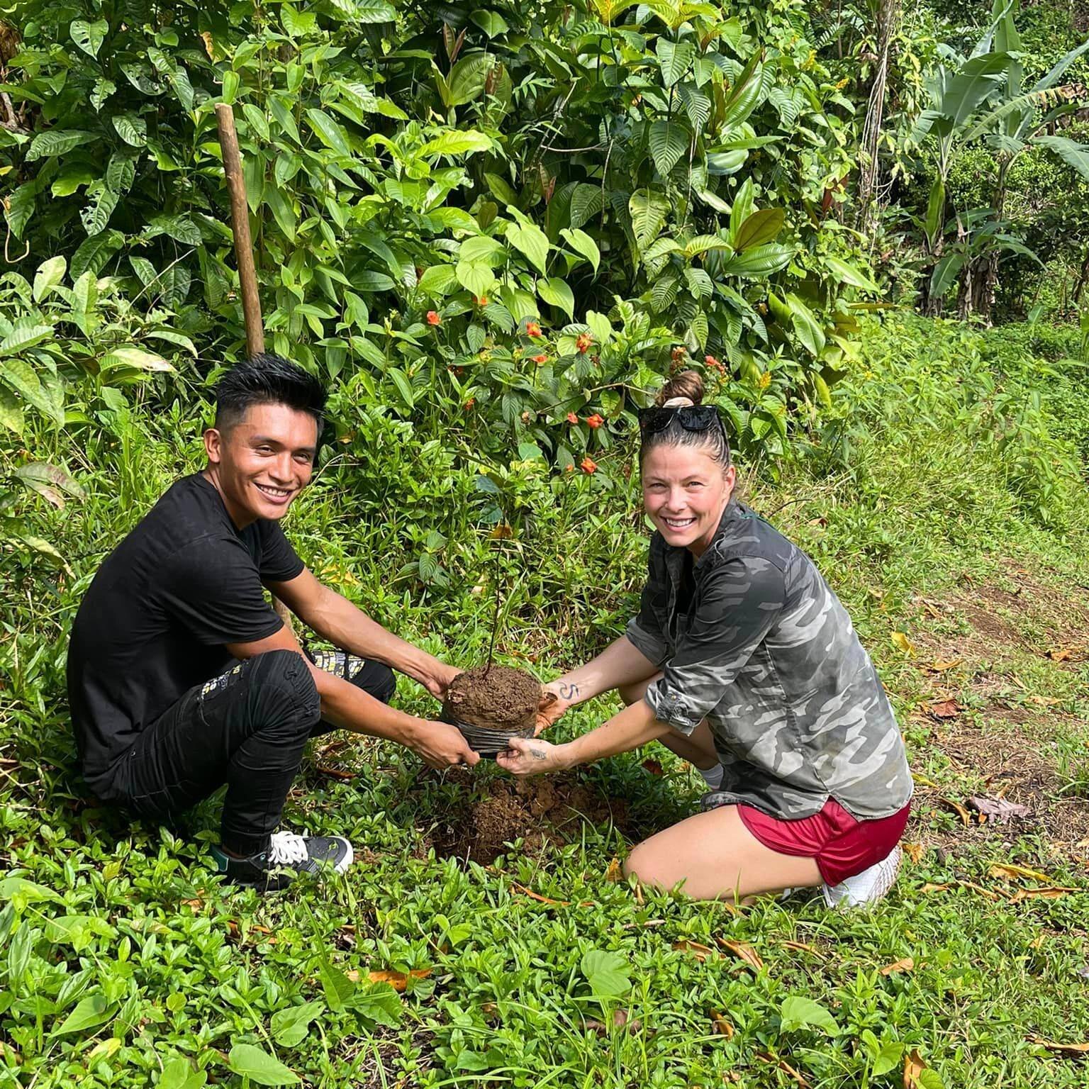 Our Just One Tree Project grows saplings from our mature Almendro Trees which, with the help of our community partners, we transplant to bio-sensitive regions of Bocas del Toro, Panama where they are protected. To date we&rsquo;ve supplied over 12,00
