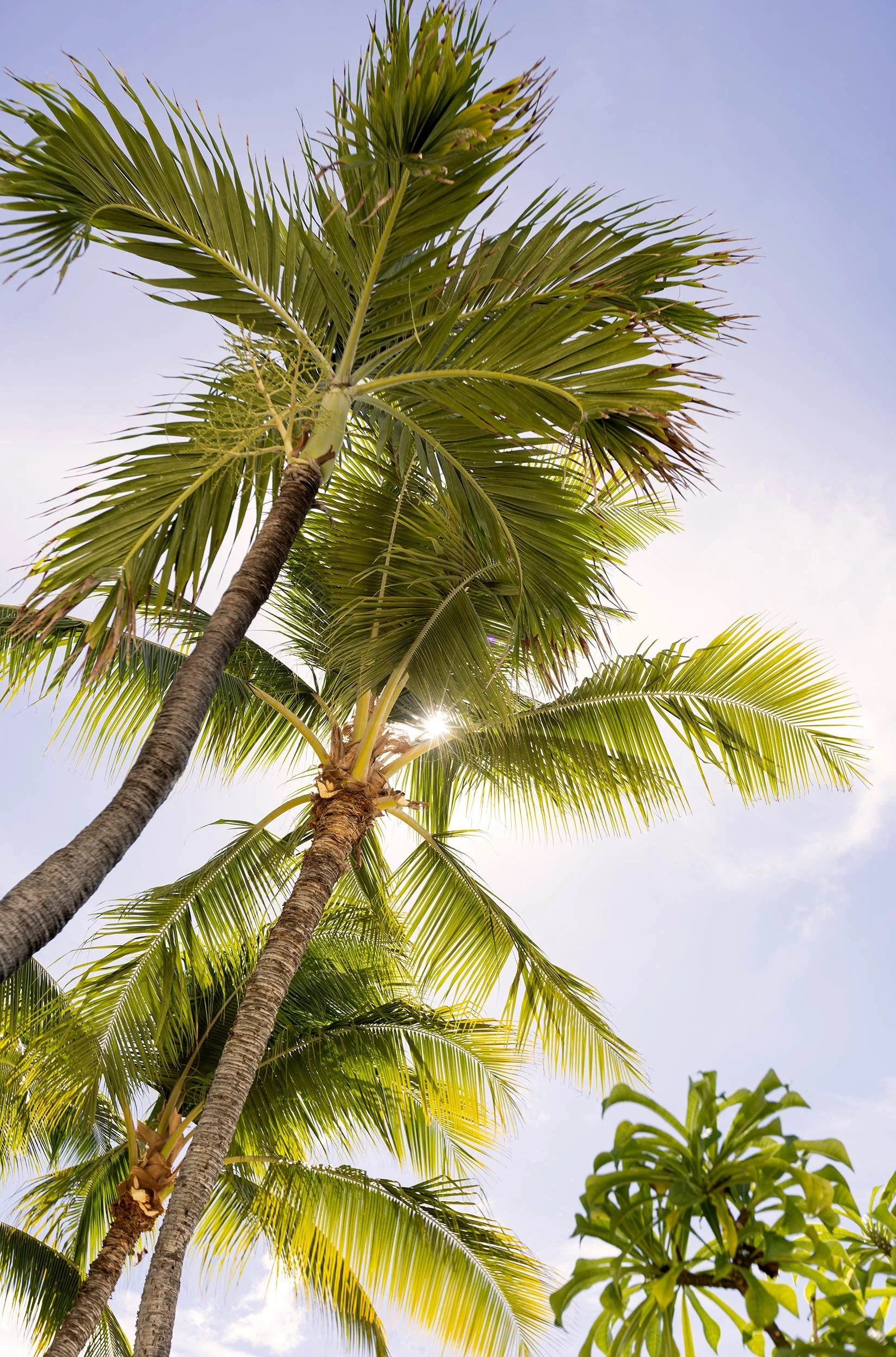 Moana_Surfrider_Jenna_Alcala-107_WEB.jpg