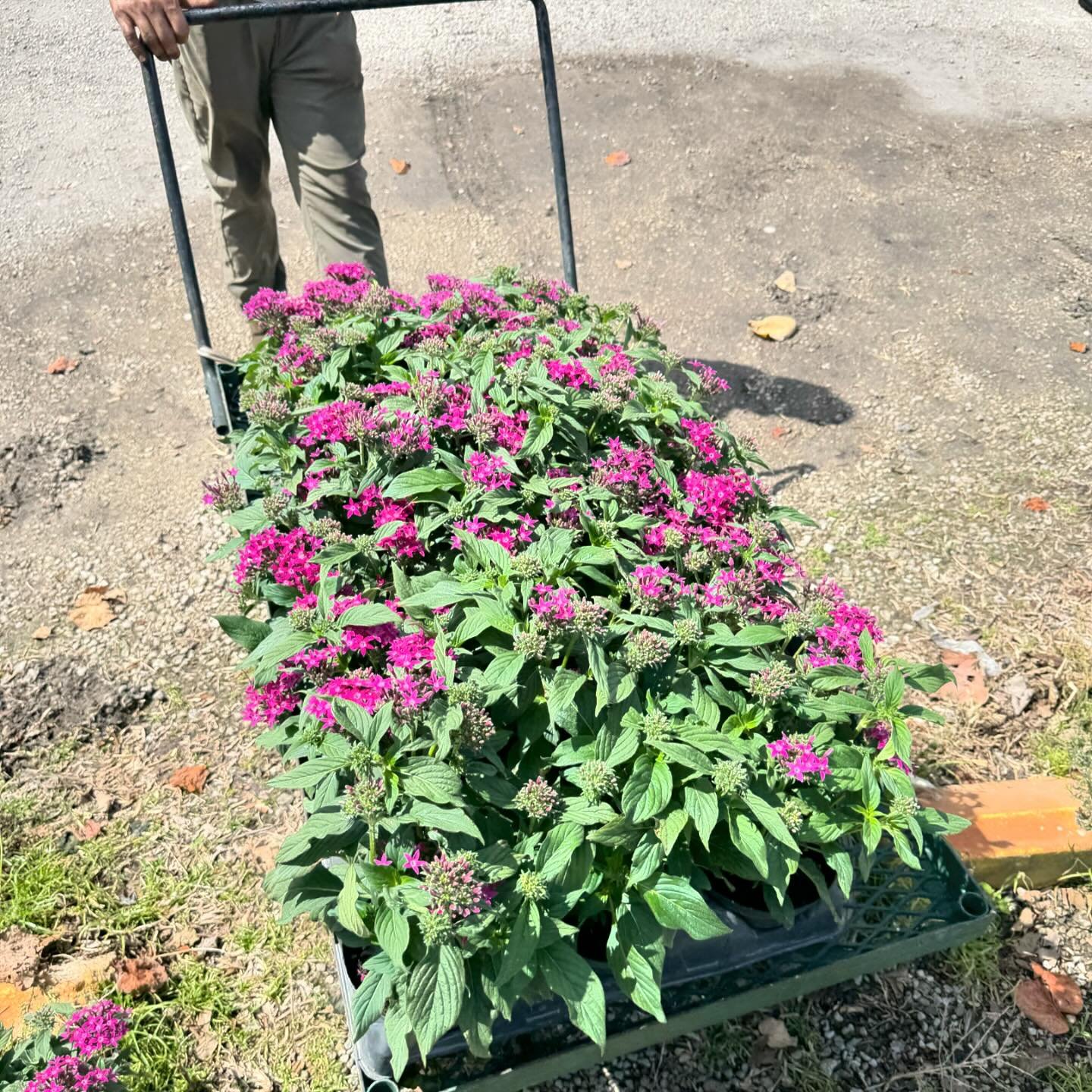Thank you John Leserra at @leserranursery for your donation of 40+ beautiful lantana and penta plants!!! This gorgeous surprise showed up at the front gate this morning and will be perfect for our upcoming Creative Arts Night: Enchanting Garden event