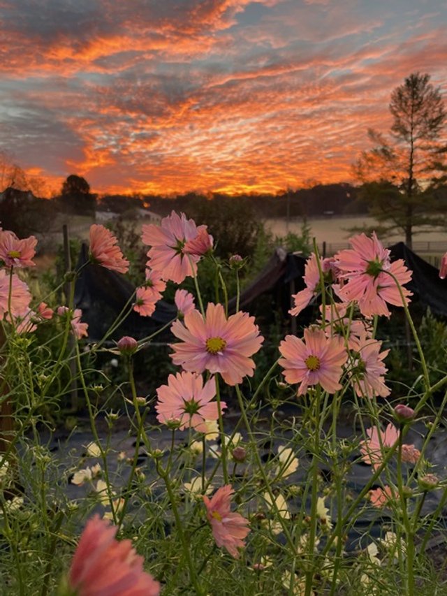Cosmos at sunrise