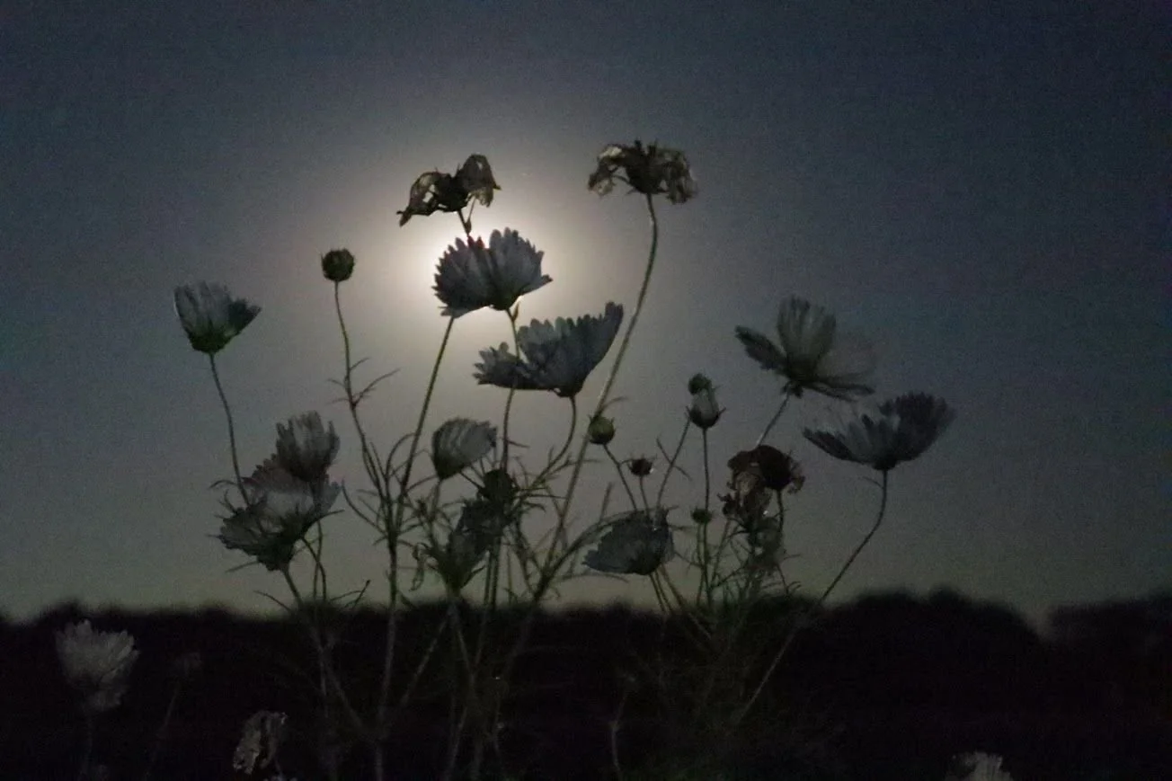 Goodnight, flower field. See you next year. β€οΈ #illiniosflowers #illinoisflowerfarm #illinoisflowerfield #illinoisflowerfarmer #illinoisfarm #illinoisgrown #americangrown #localflowers #flowerfarm #flowerfarmer #wildflowerfarm #illinoiswildflowers #i